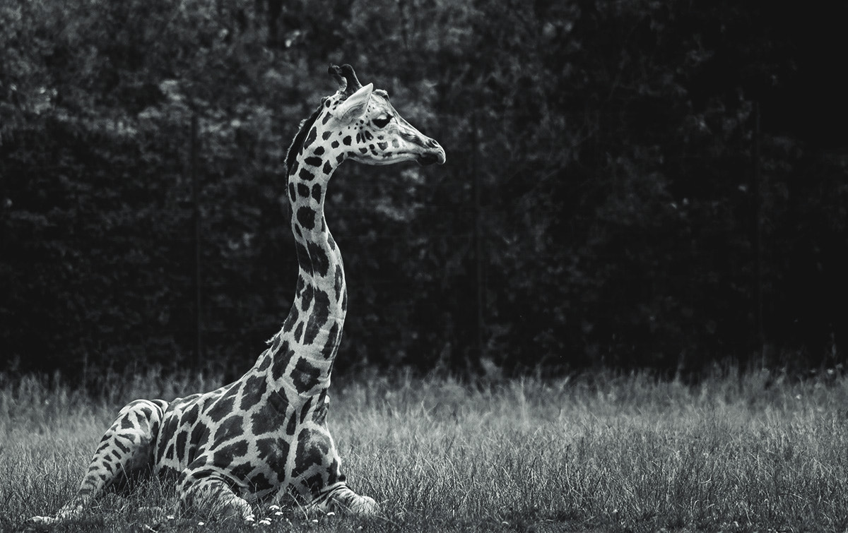 Pentax K-r sample photo. Giraffe photography