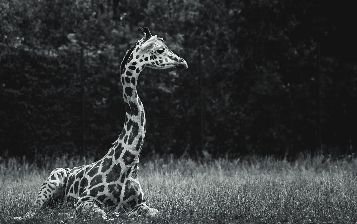 Pentax K-r + Tamron AF 70-300mm F4-5.6 Di LD Macro sample photo. Giraffe photography