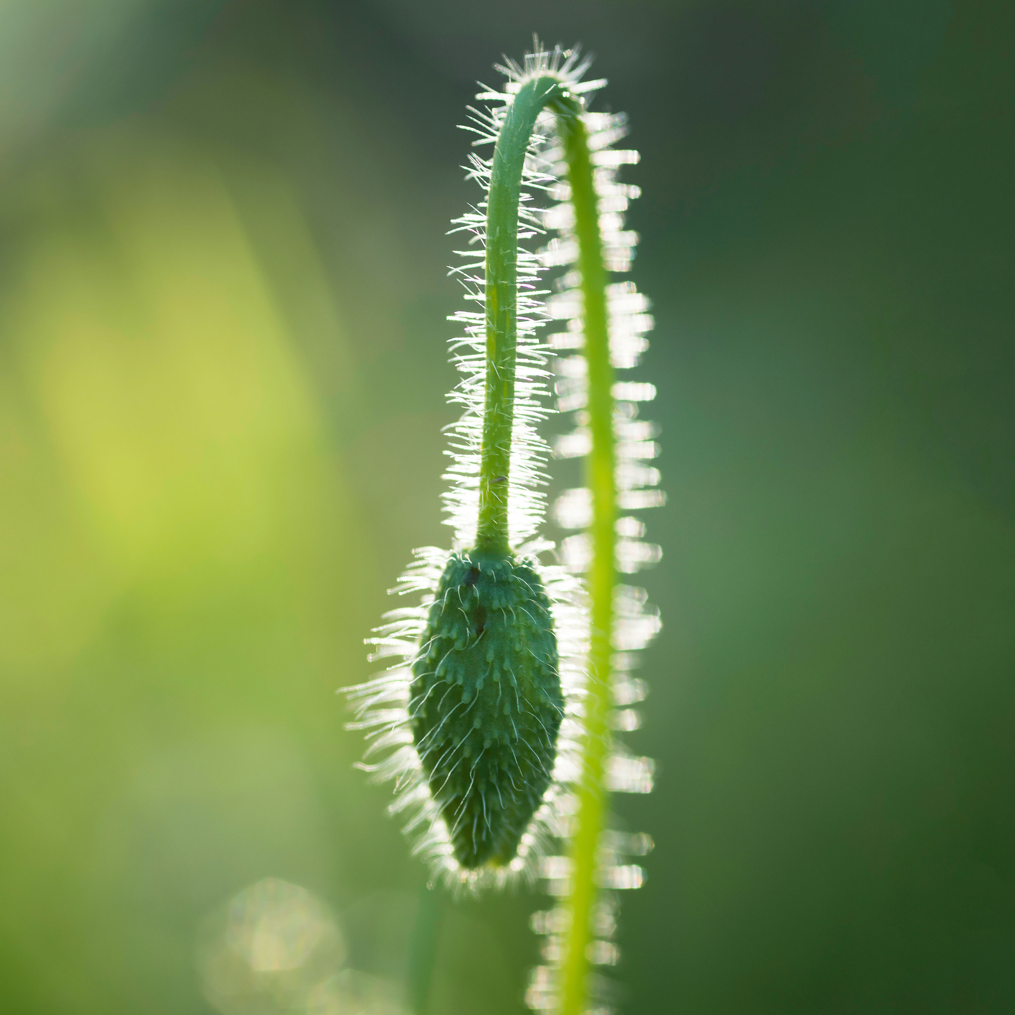 Nikon D810 + AF Micro-Nikkor 105mm f/2.8 sample photo. Poppy bud photography