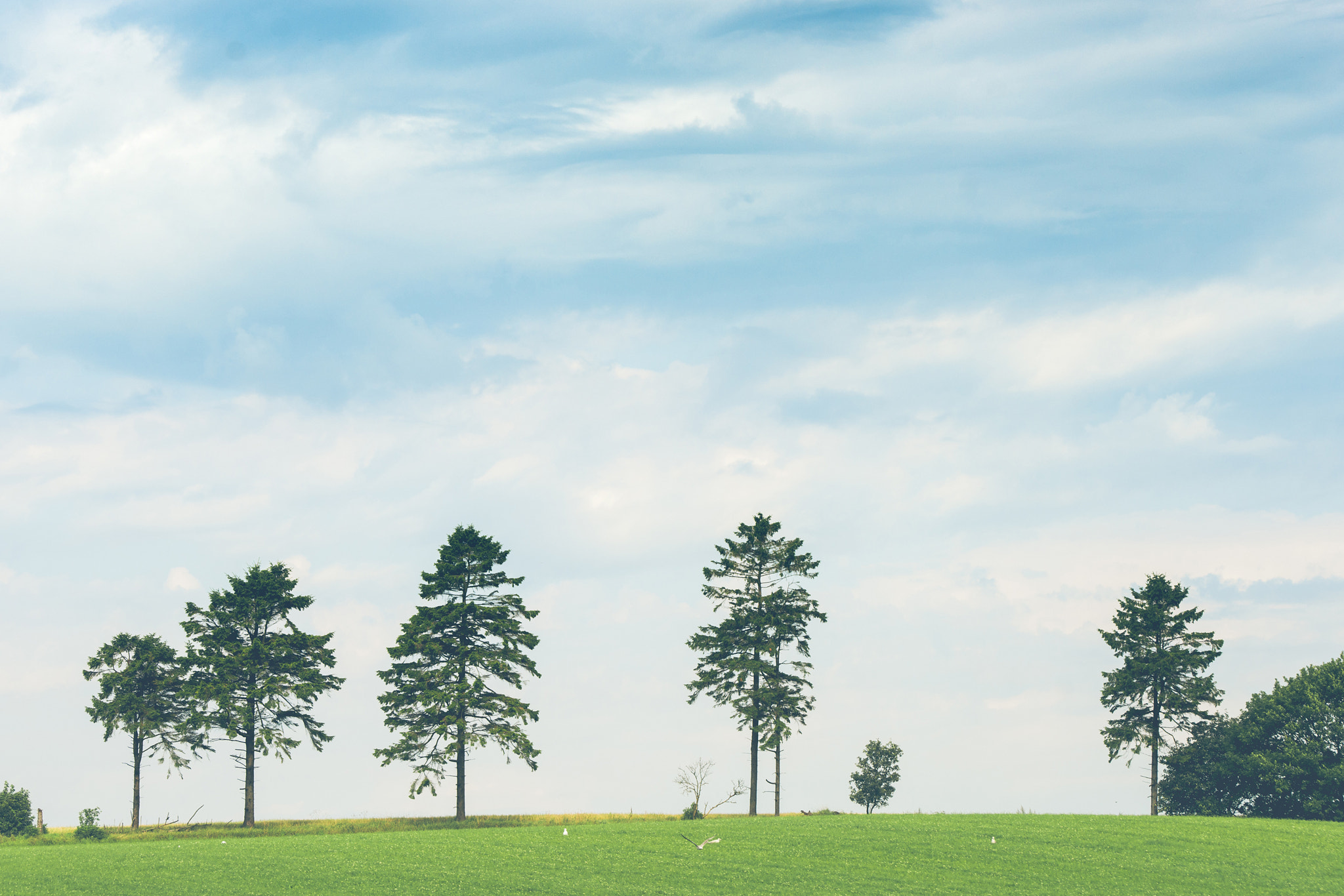 Sony 70-400mm F4-5.6 G SSM II sample photo. Pine trees on a row photography