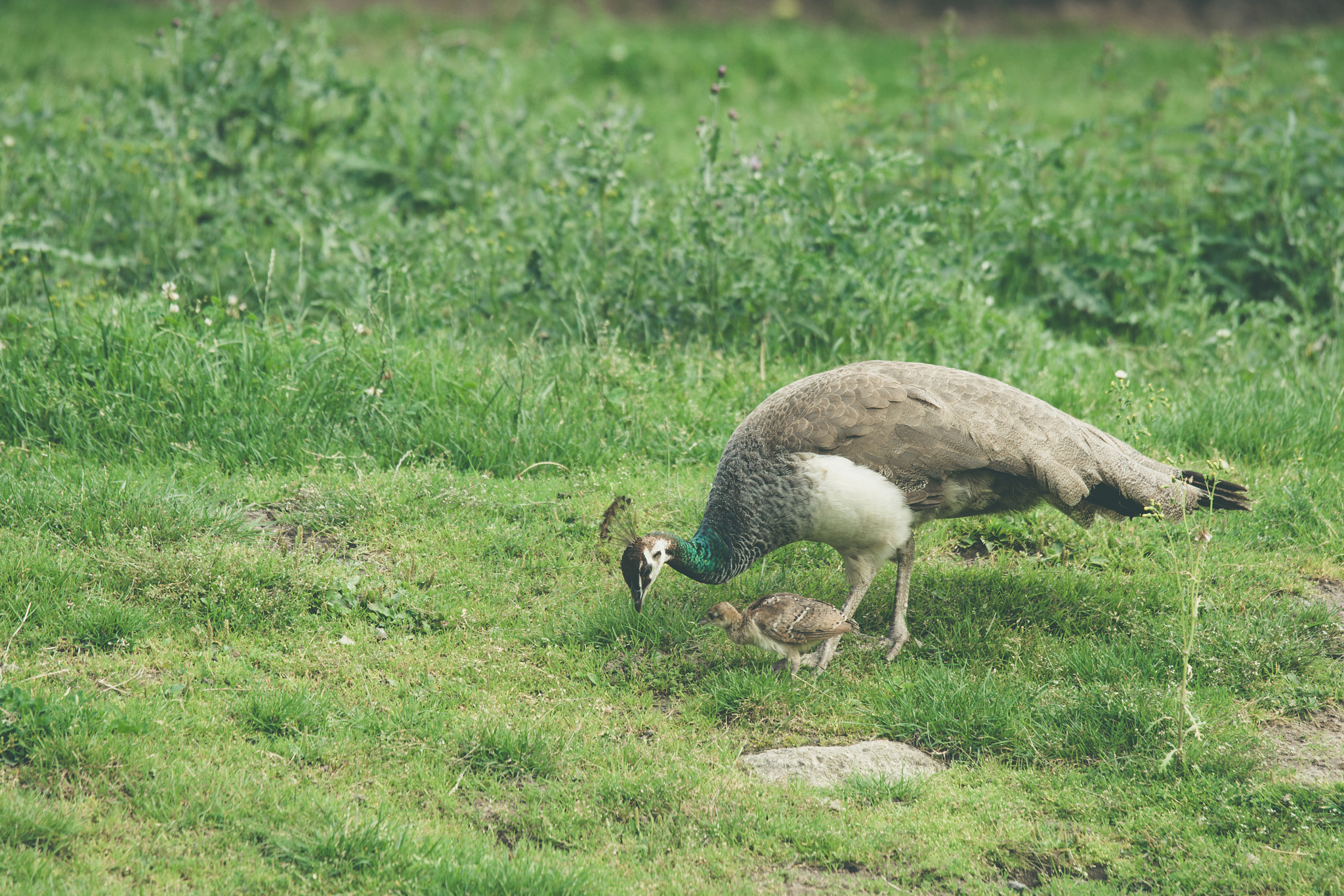 Sony 70-400mm F4-5.6 G SSM II sample photo. Peacock mother protecting the chickens photography