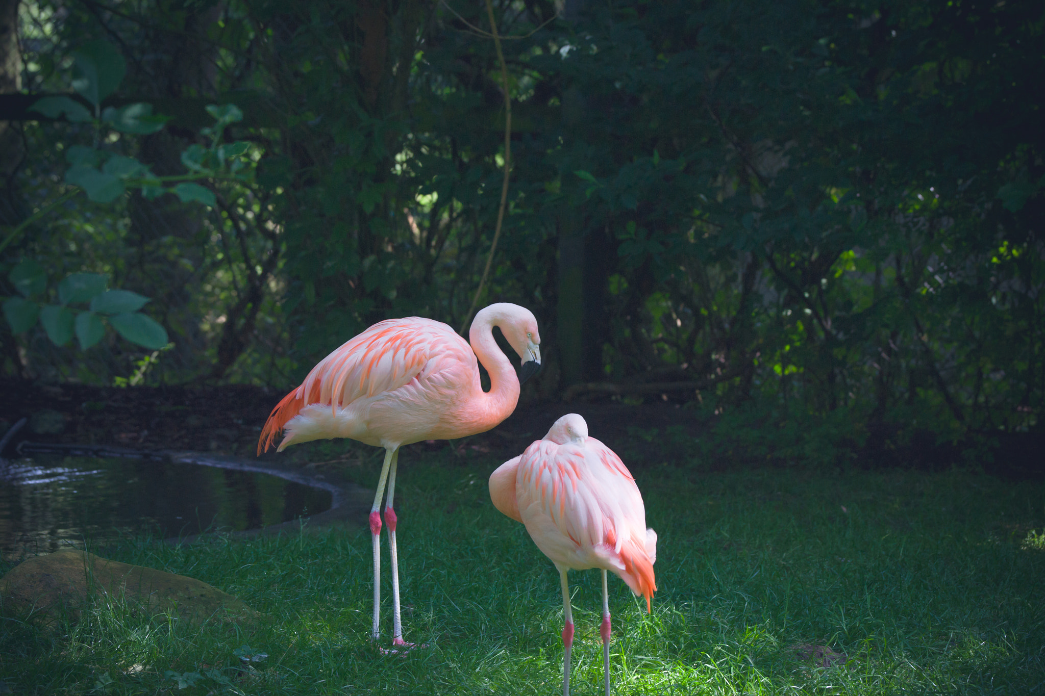 Sony 70-400mm F4-5.6 G SSM II sample photo. Two flamingos in a jungle photography
