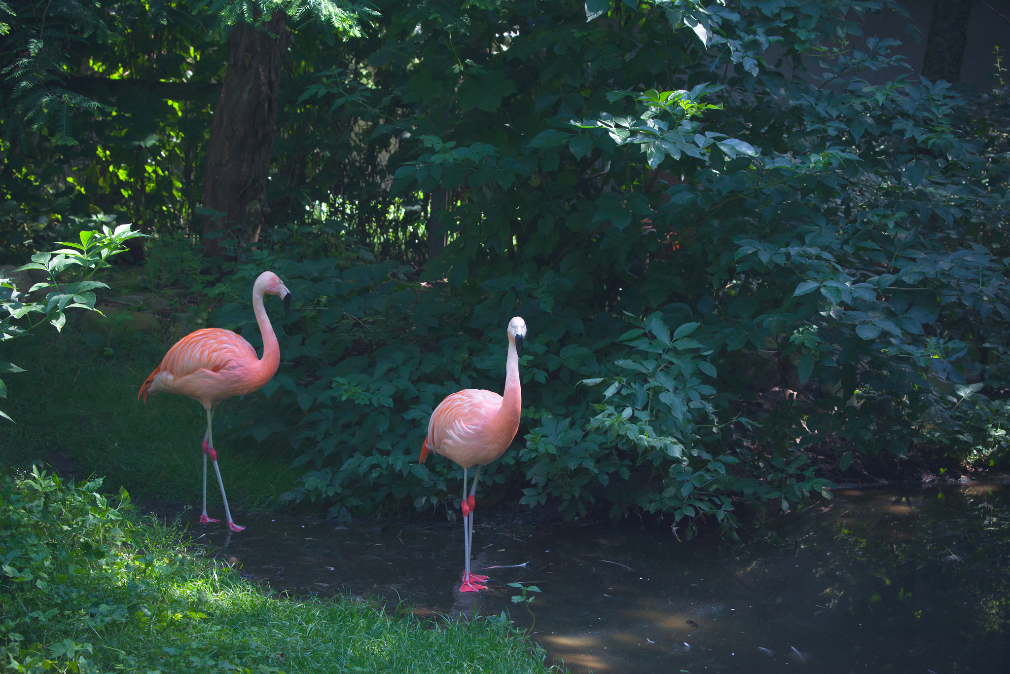 Sony 70-400mm F4-5.6 G SSM II sample photo. Flamingos standing in a river photography