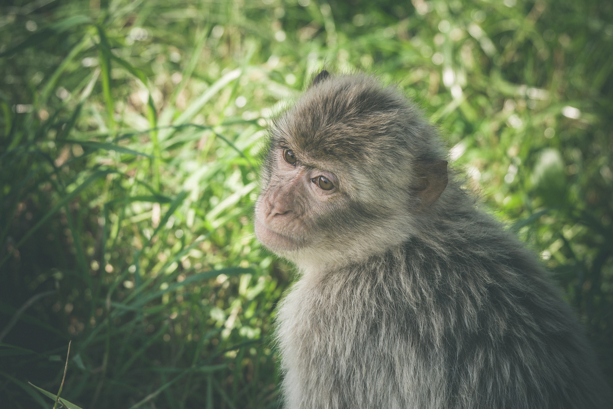Sony 70-400mm F4-5.6 G SSM II sample photo. Macaca monkey in green grass photography