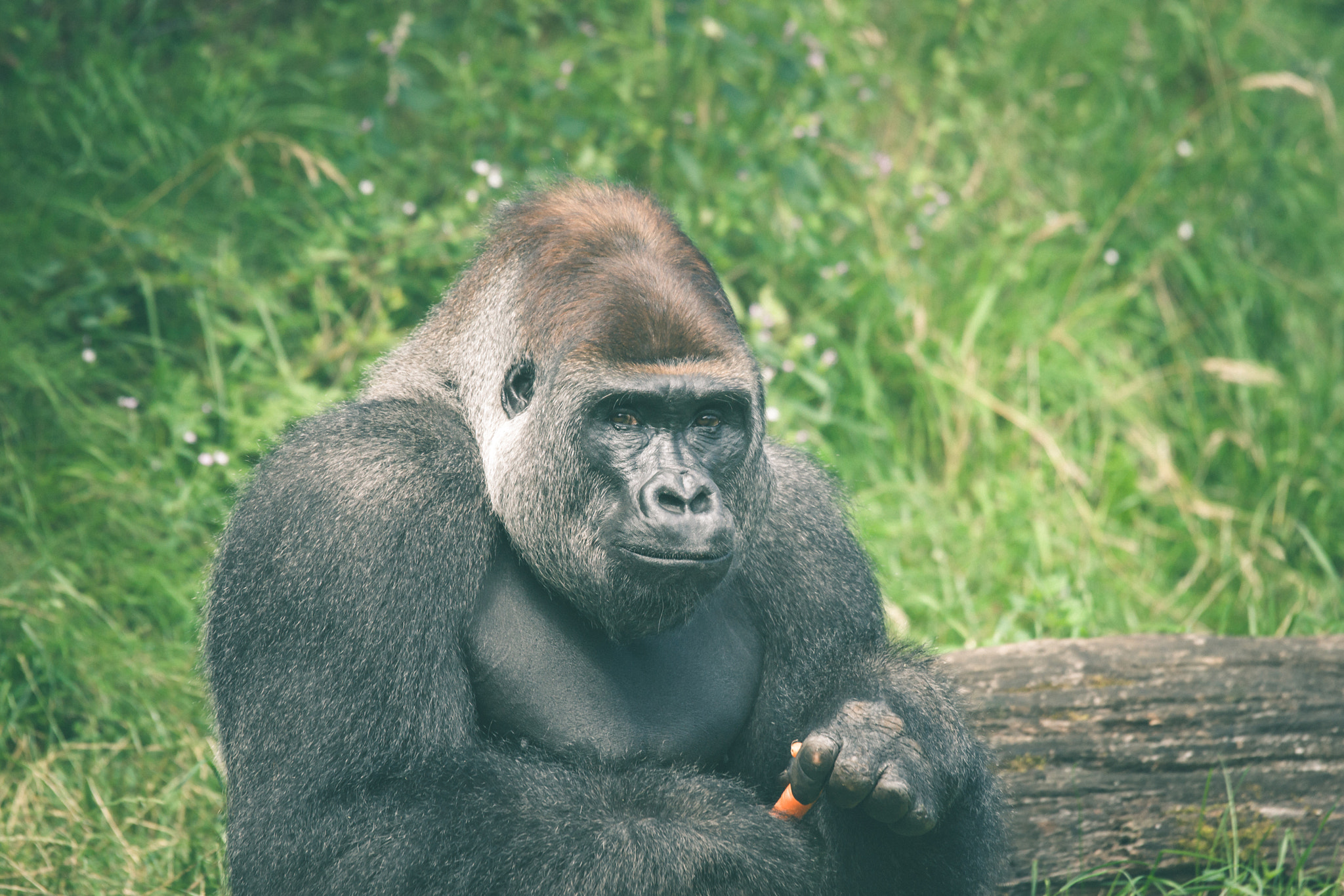 Sony 70-400mm F4-5.6 G SSM II sample photo. Cute gorilla eating a carrot photography
