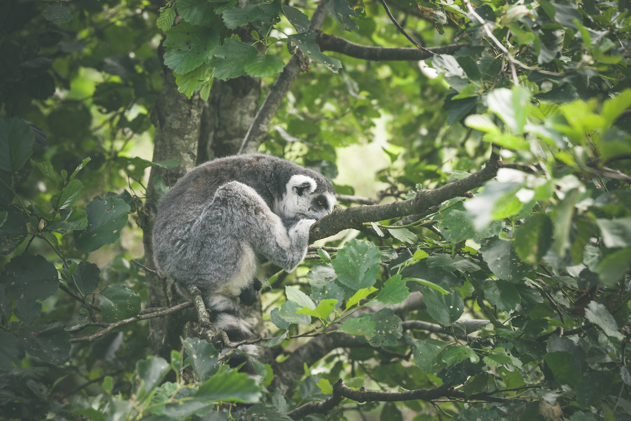 Sony 70-400mm F4-5.6 G SSM II sample photo. Lemur catta monkey sleeping photography