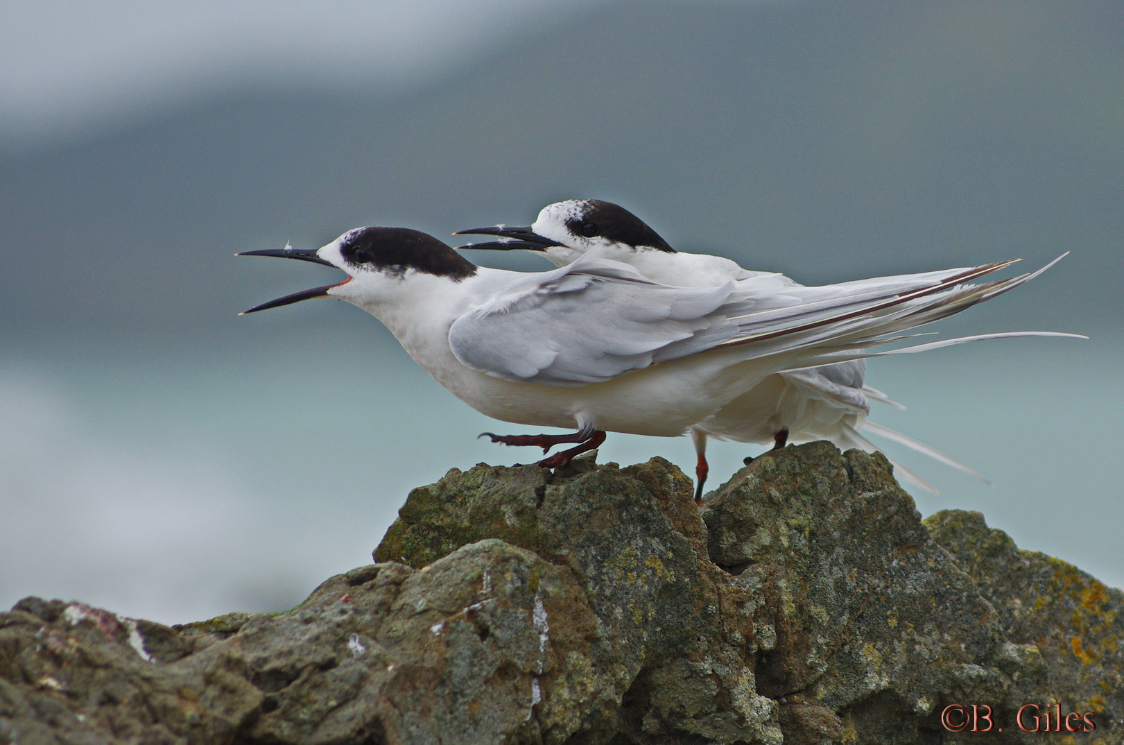 Pentax smc DA* 60-250mm F4.0 ED (IF) SDM sample photo. White-fronted tern, new zealand photography
