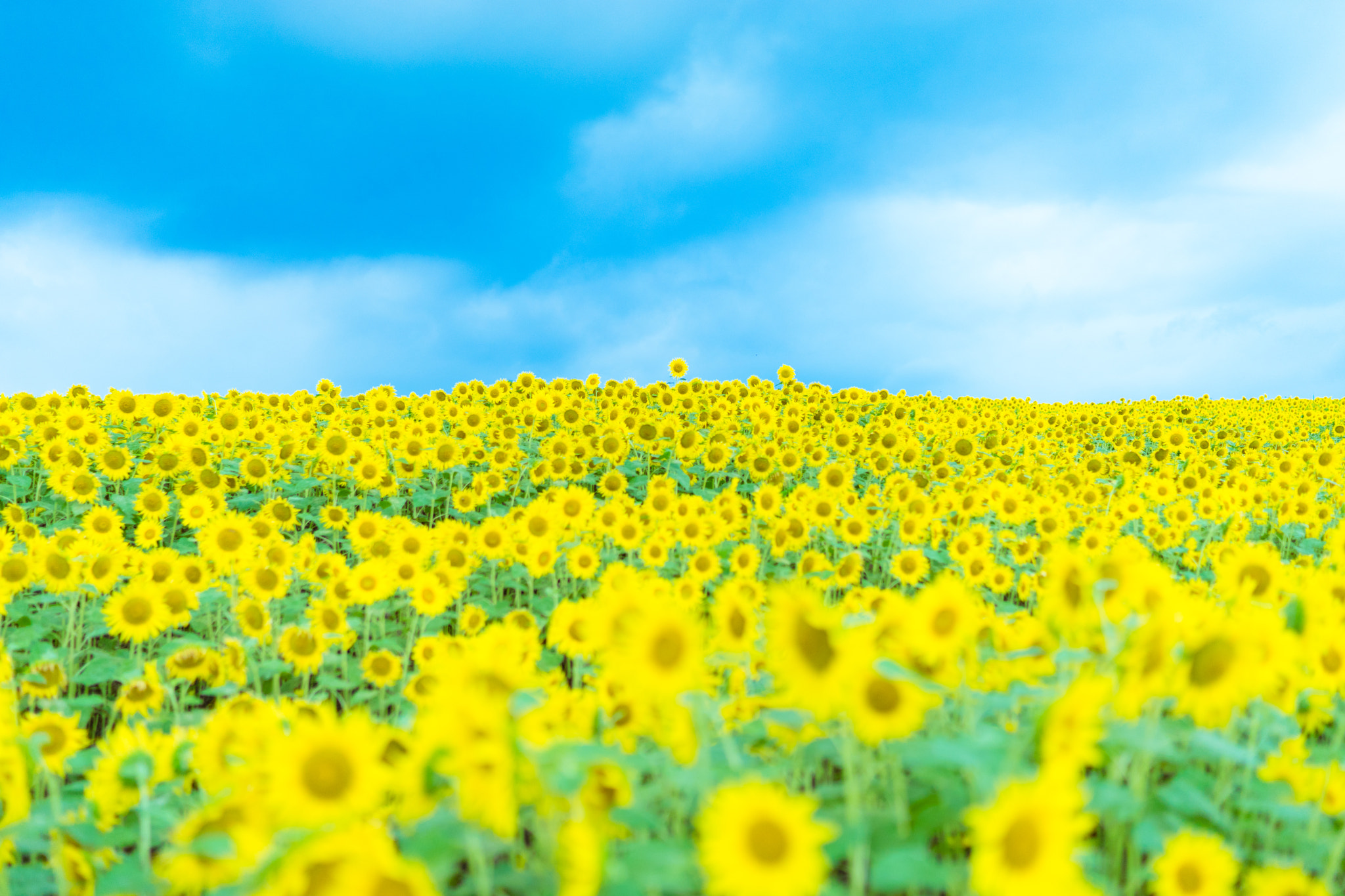 Sony a7 + Sony Distagon T* FE 35mm F1.4 ZA sample photo. Sunflower photography