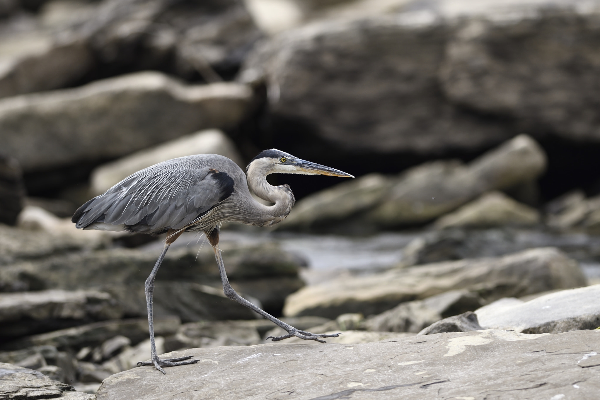 Nikon AF-S Nikkor 300mm F2.8G ED-IF VR sample photo. Walking on the rocks photography