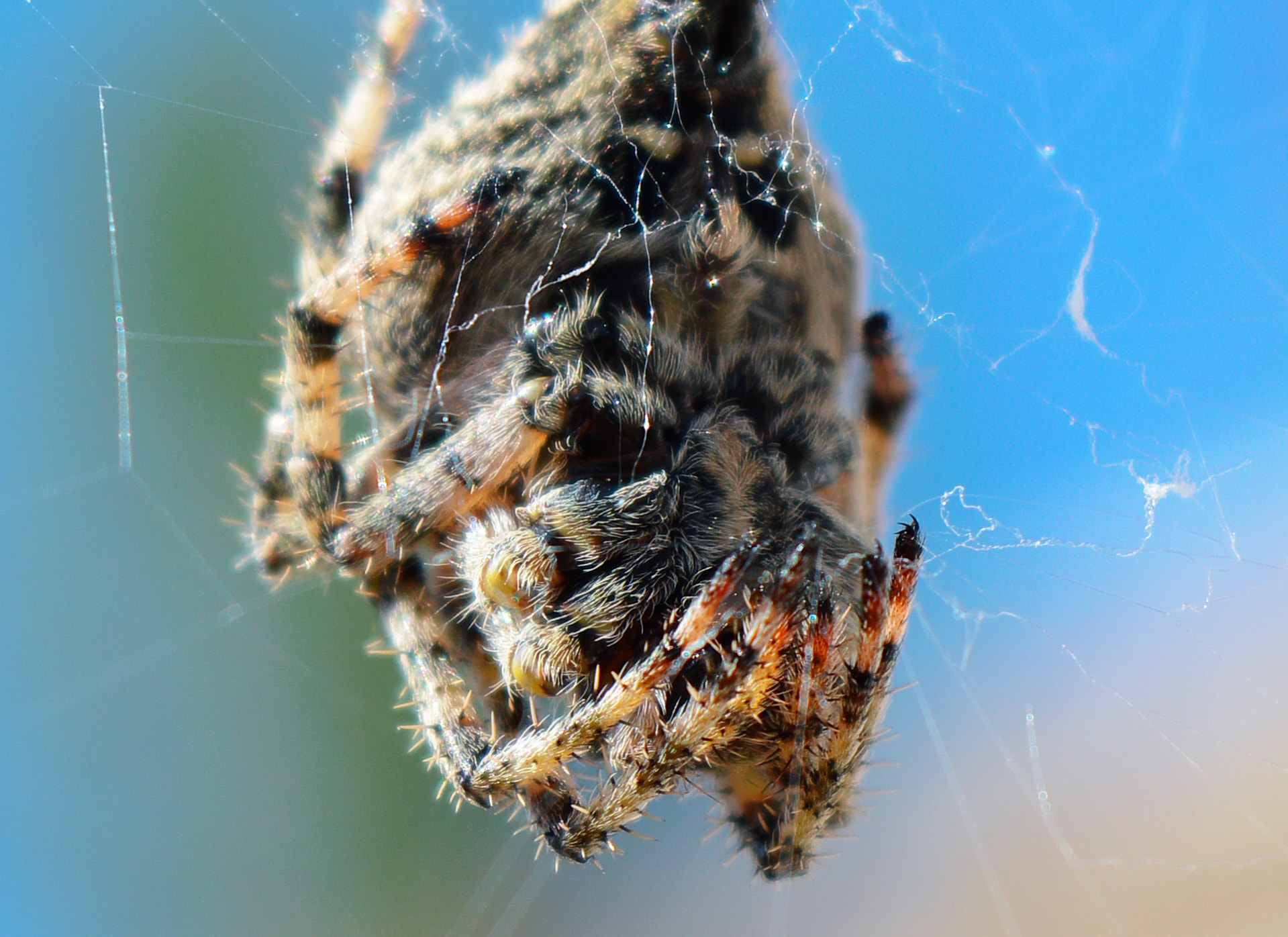 VR 18-55mm F/3.5-5.6 G sample photo. Spider photography