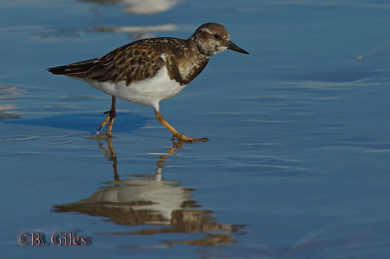 Pentax K-3 sample photo. Turnstone trot photography