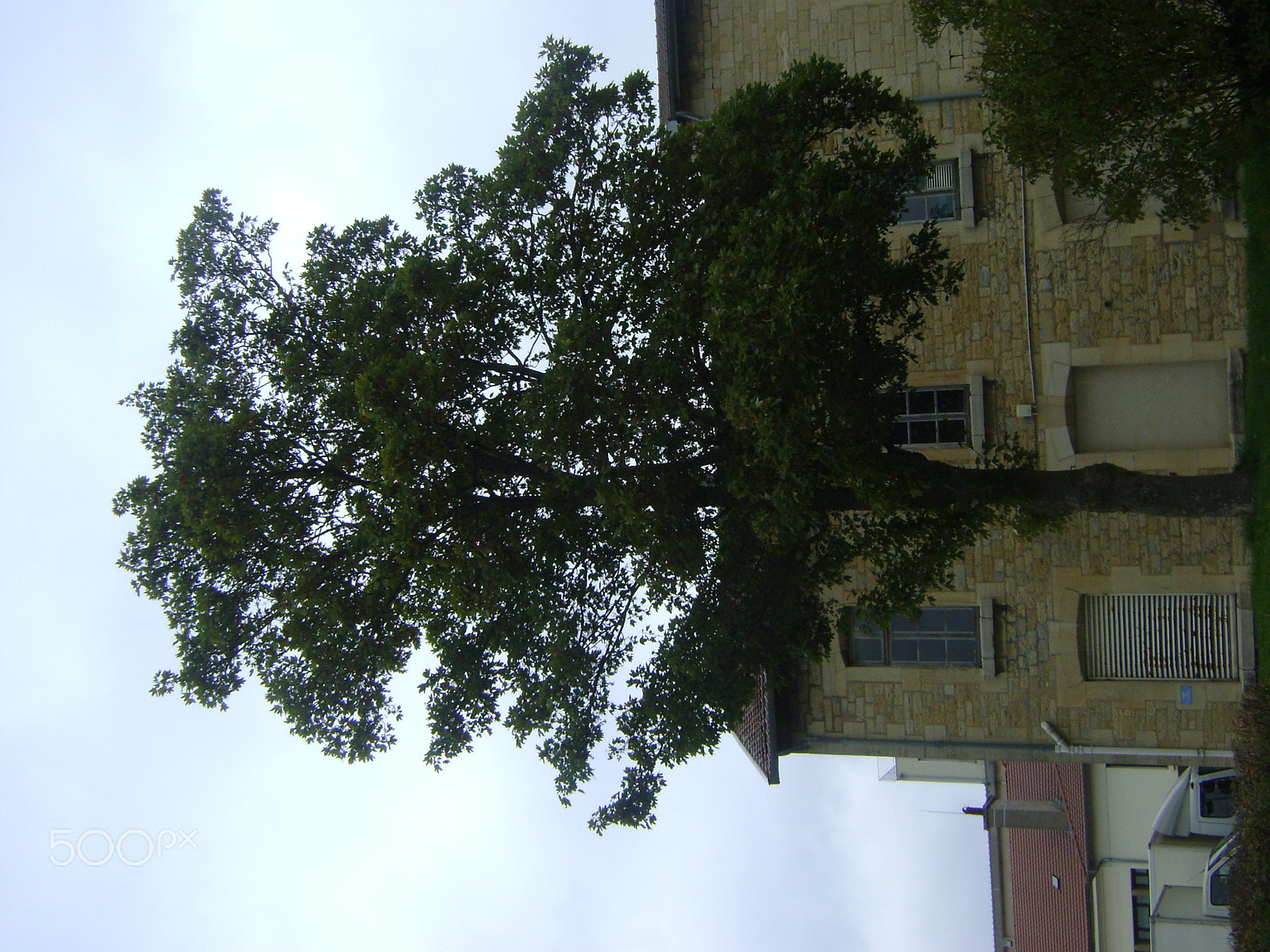 Sony DSC-S730 sample photo. A tree who say: "photo !" photography