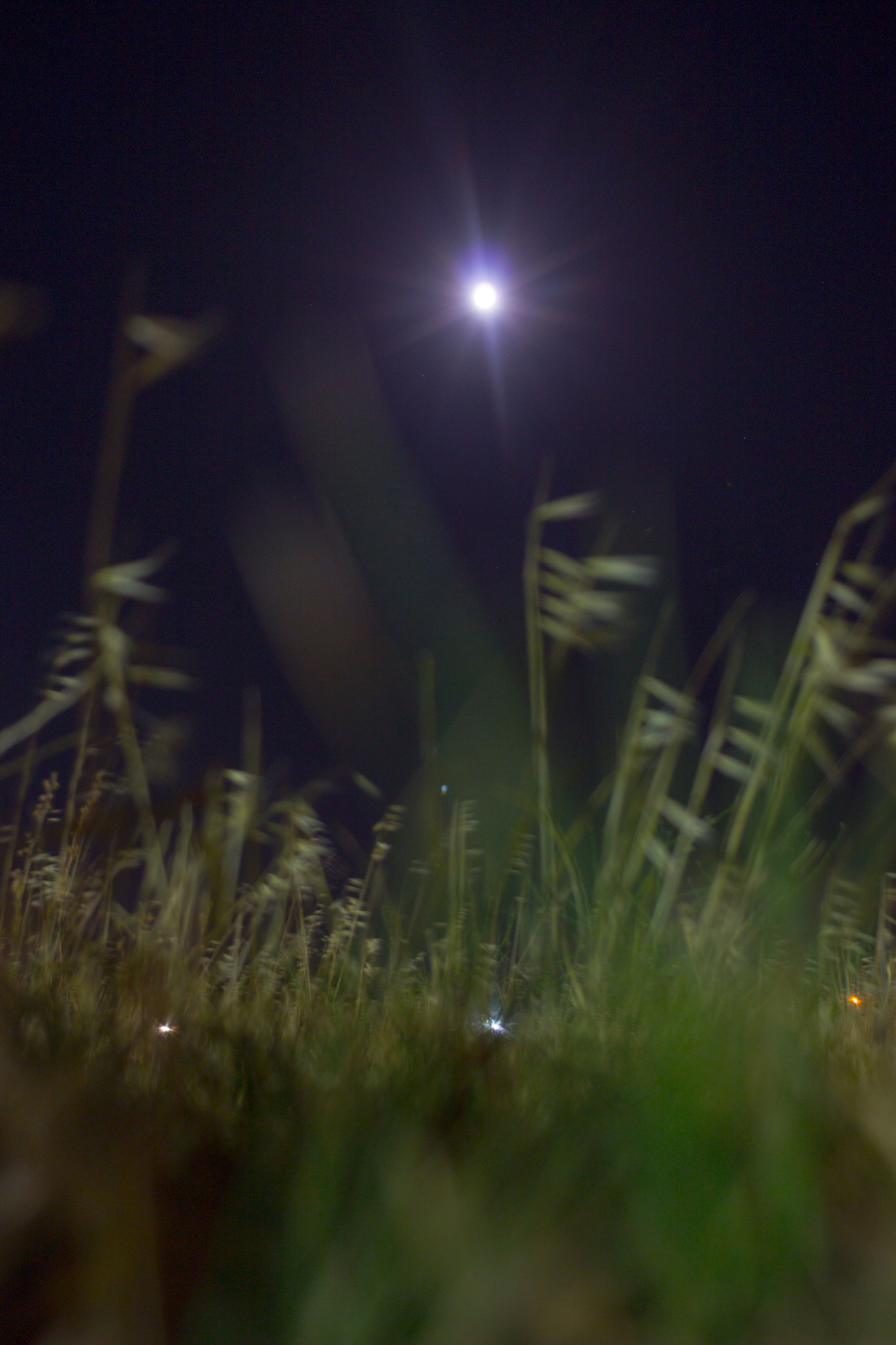 Canon EF 35-80mm f/4-5.6 sample photo. The light in the field photography