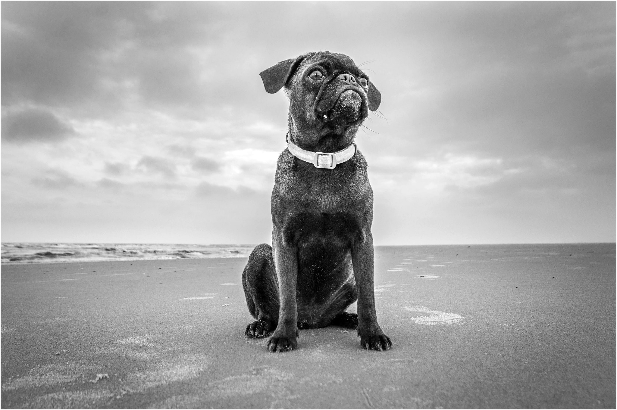 Sigma AF 10-20mm F4-5.6 EX DC sample photo. The black dog photography