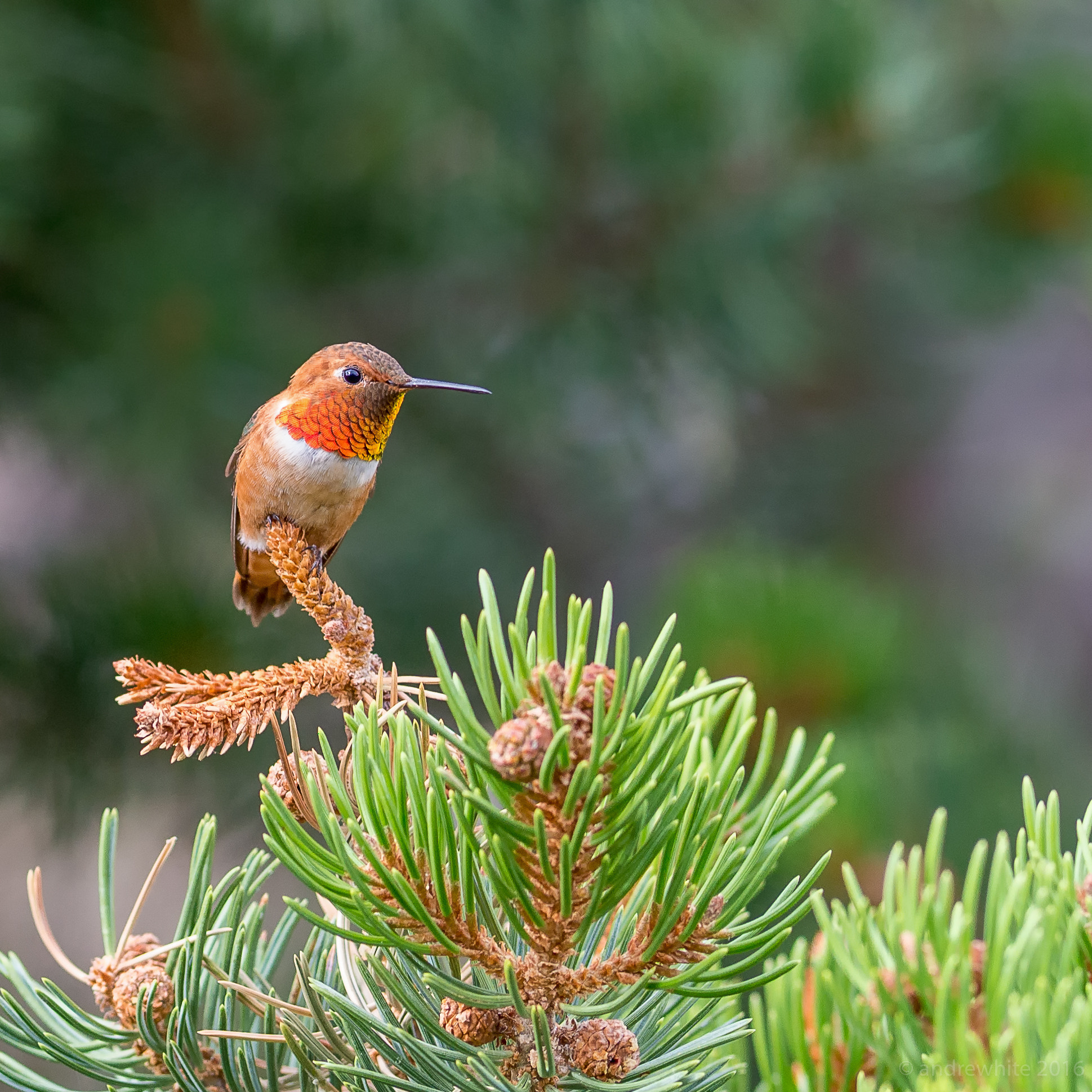 Nikon AF-S Nikkor 300mm F2.8G ED VR II sample photo. Boss rufous on guard photography