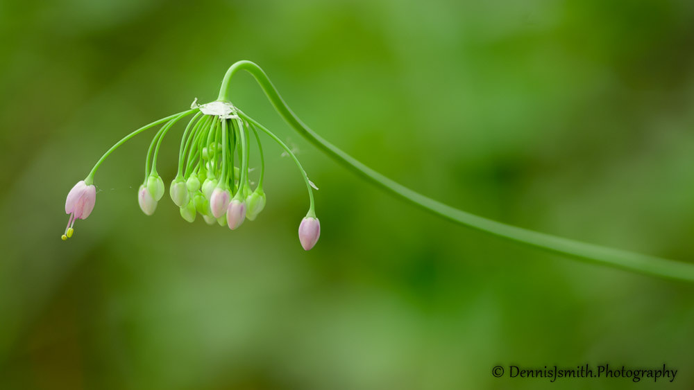 Nikon D4 + Nikon AF-S Nikkor 300mm F4D ED-IF sample photo. Canape photography