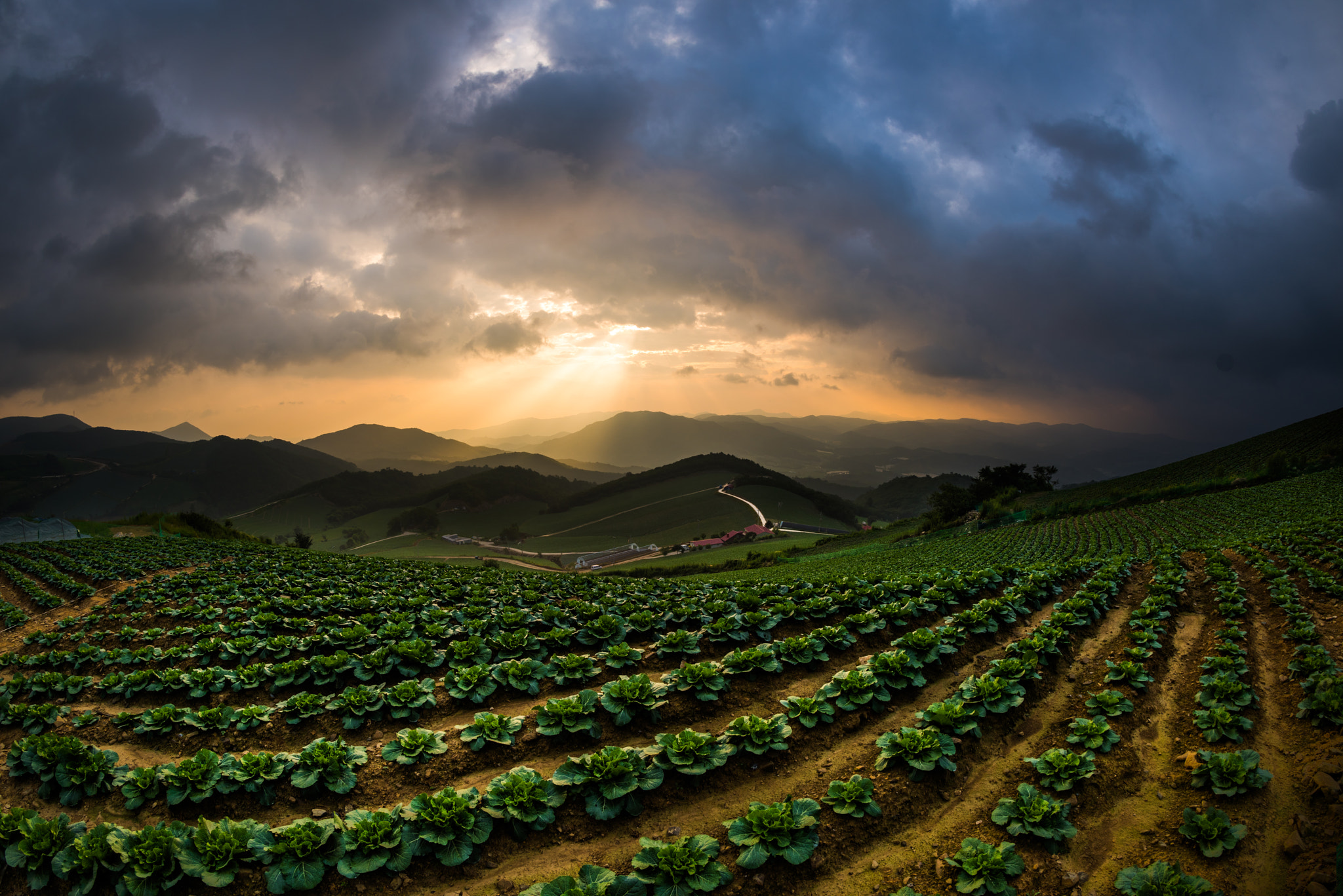 Samyang 12mm F2.8 ED AS NCS Fisheye sample photo. Cabbage patch sunrise photography