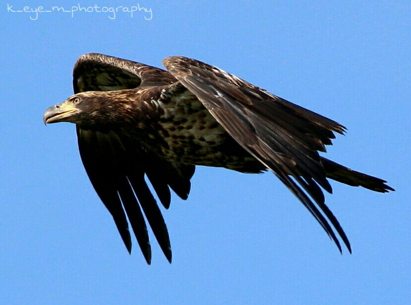 Canon EOS 1200D (EOS Rebel T5 / EOS Kiss X70 / EOS Hi) + Canon EF 400mm F5.6L USM sample photo. Juvenile bald eagle  photography