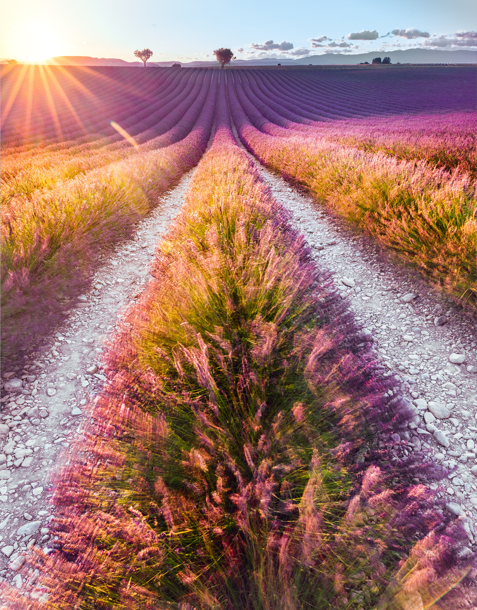 Tamron 18-270mm F3.5-6.3 Di II PZD sample photo. Golden lavender photography