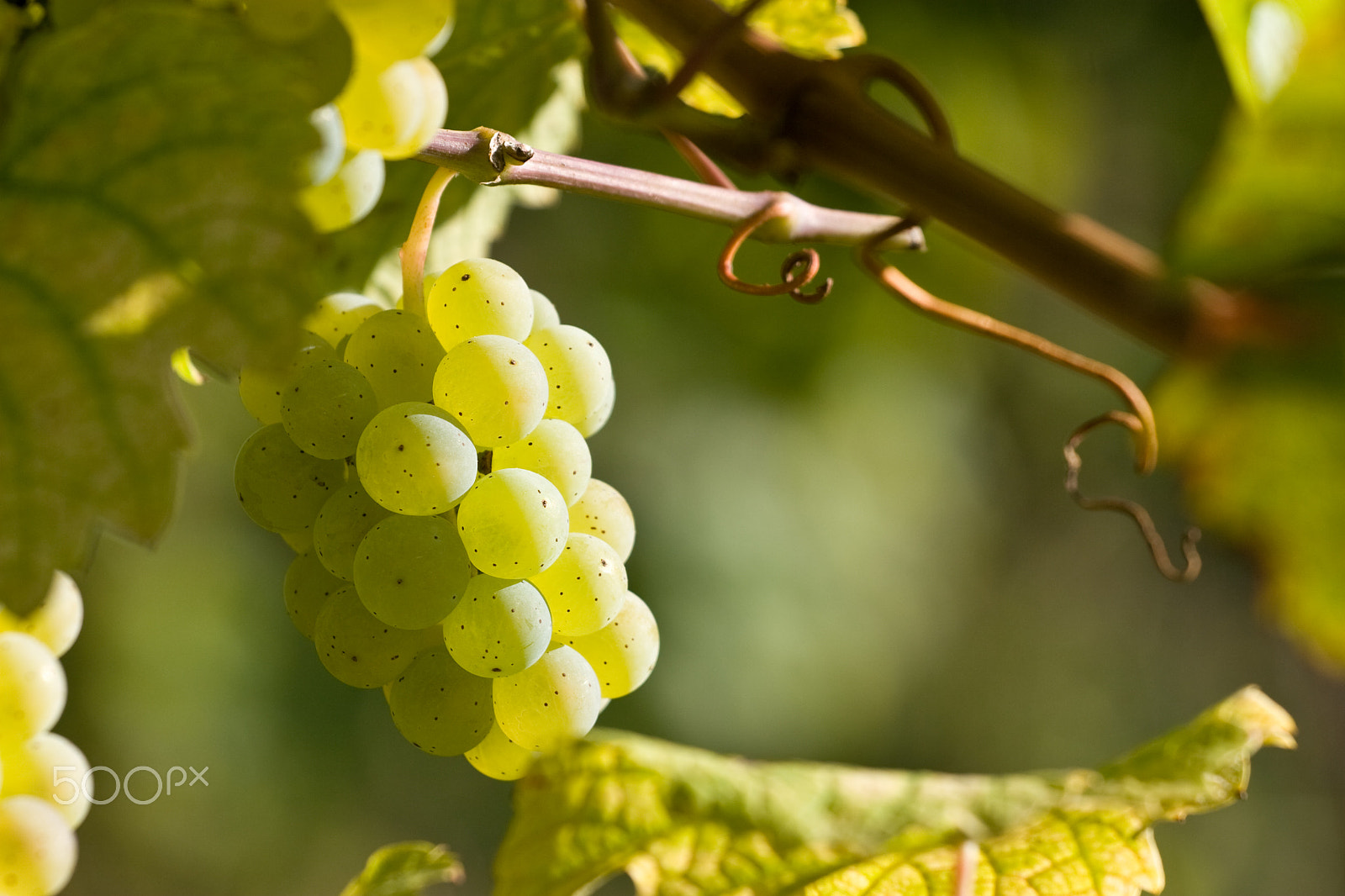 Canon EOS 30D + Canon EF 70-200mm F4L USM sample photo. Ripening grape photography