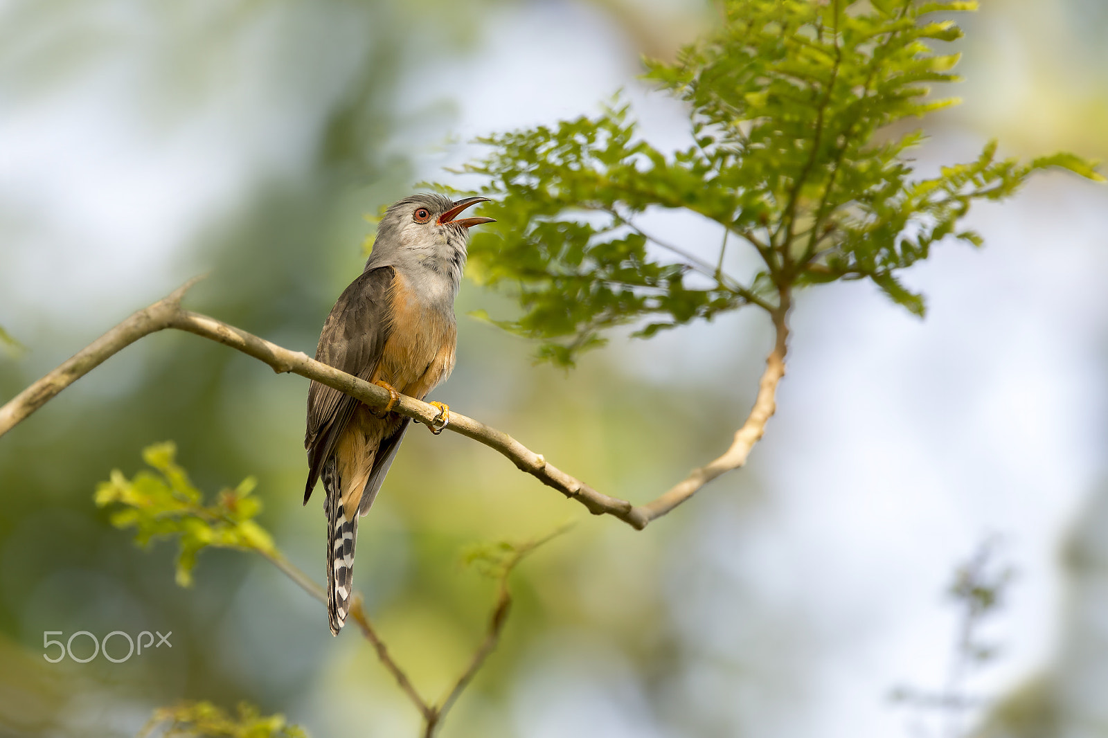 Nikon AF-S Nikkor 600mm F4E FL ED VR sample photo. Plaintive cuckoo (m) photography