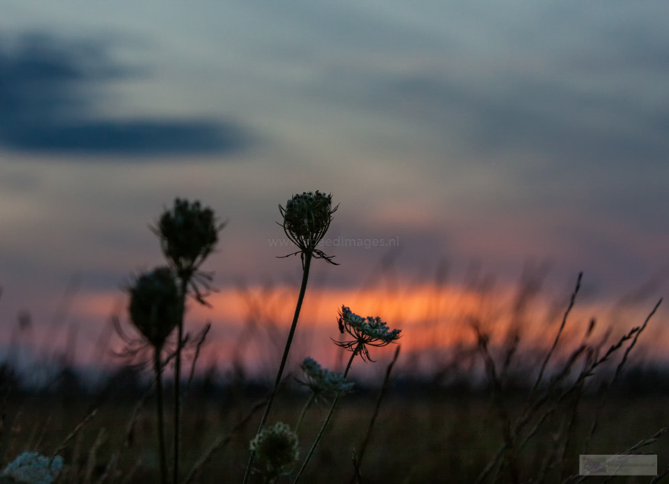 Canon EF 70-200mm F2.8L IS USM sample photo. Mood photography