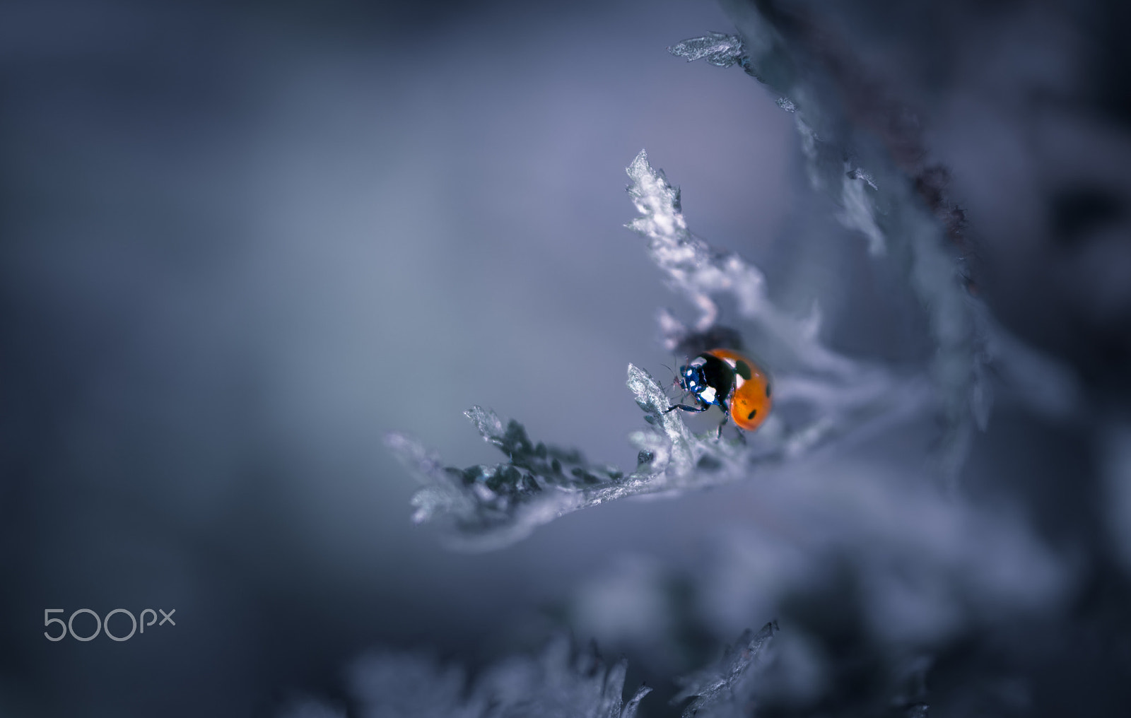 Samsung NX30 + Samsung NX 60mm F2.8 Macro ED OIS SSA sample photo. The beast photography