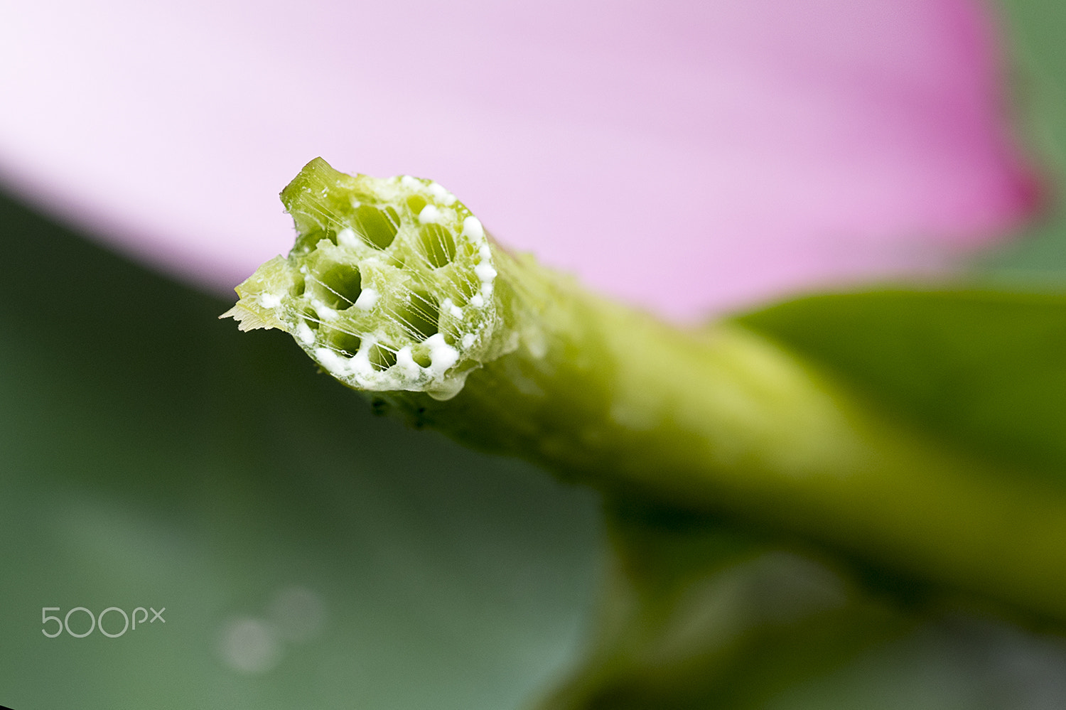 Canon EF 100mm F2.8L Macro IS USM sample photo. Injured lotus photography
