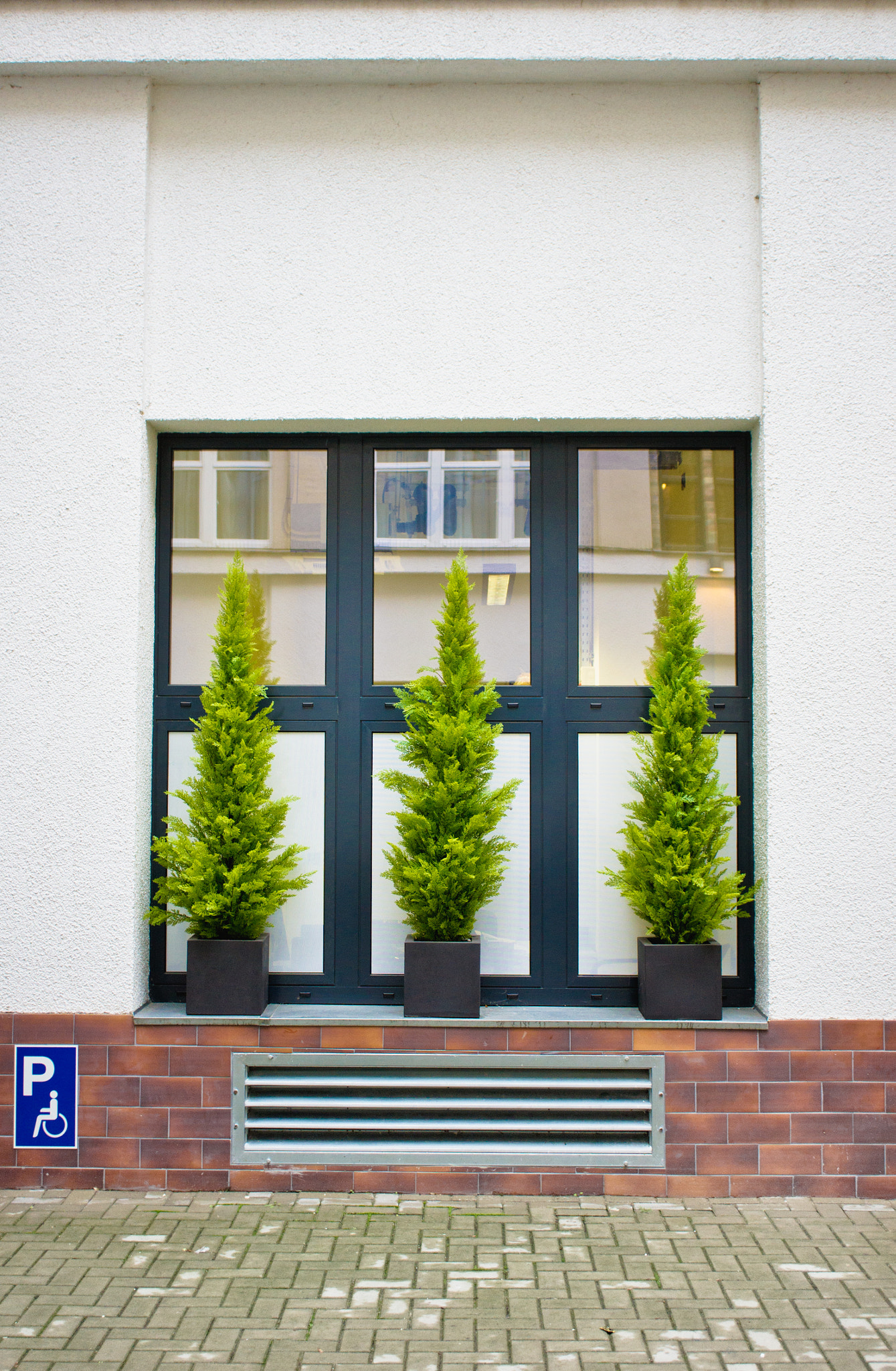 Sony Alpha NEX-5 + Sony E 30mm F3.5 Macro sample photo. Evergreen shrubs photography