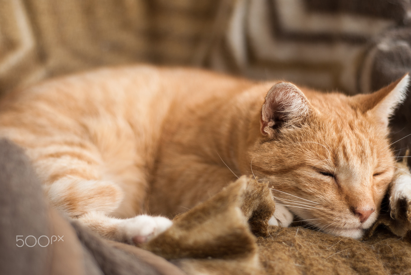 Nikon D3000 + Nikon AF Nikkor 50mm F1.8D sample photo. Sleeping garfield photography
