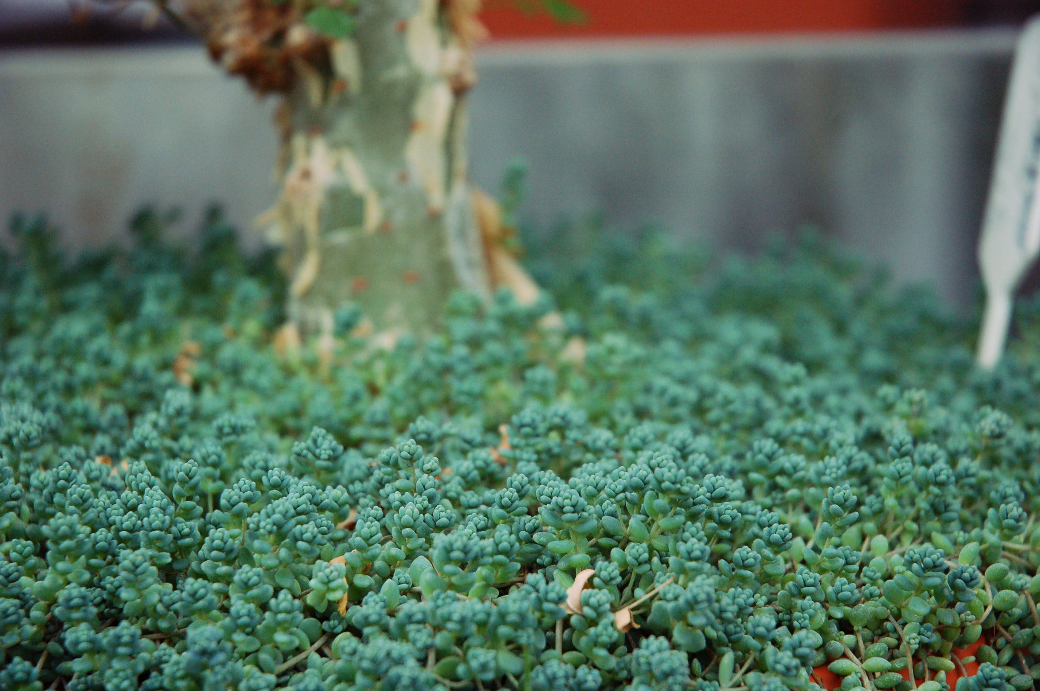 Nikon D50 sample photo. Tiny forest photography