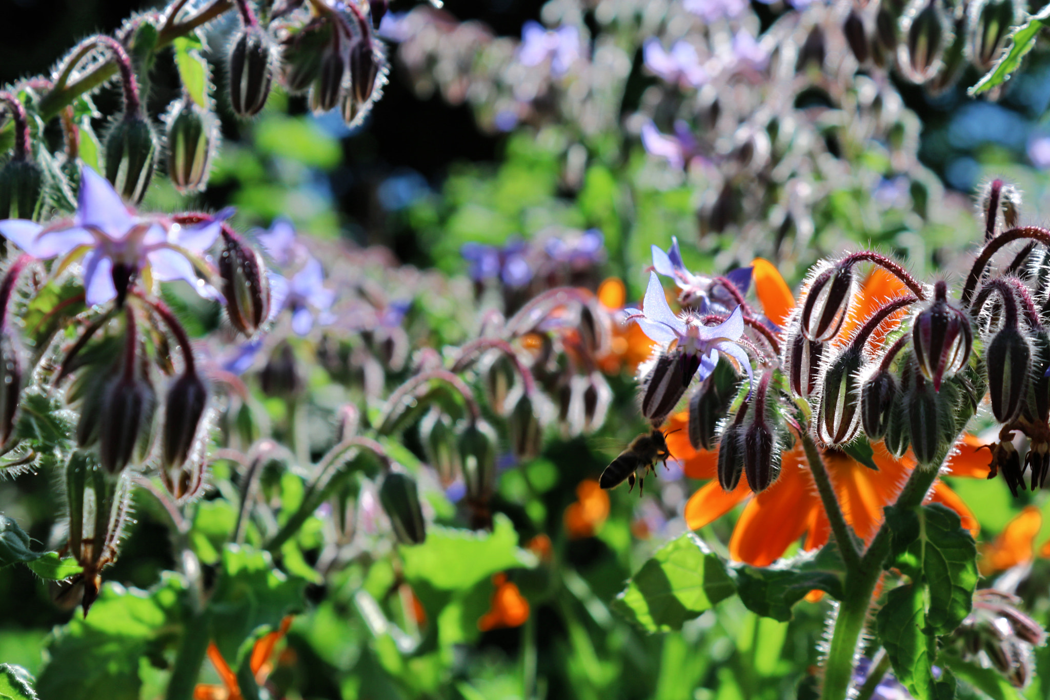 Canon EOS 760D (EOS Rebel T6s / EOS 8000D) sample photo. Flowers photography