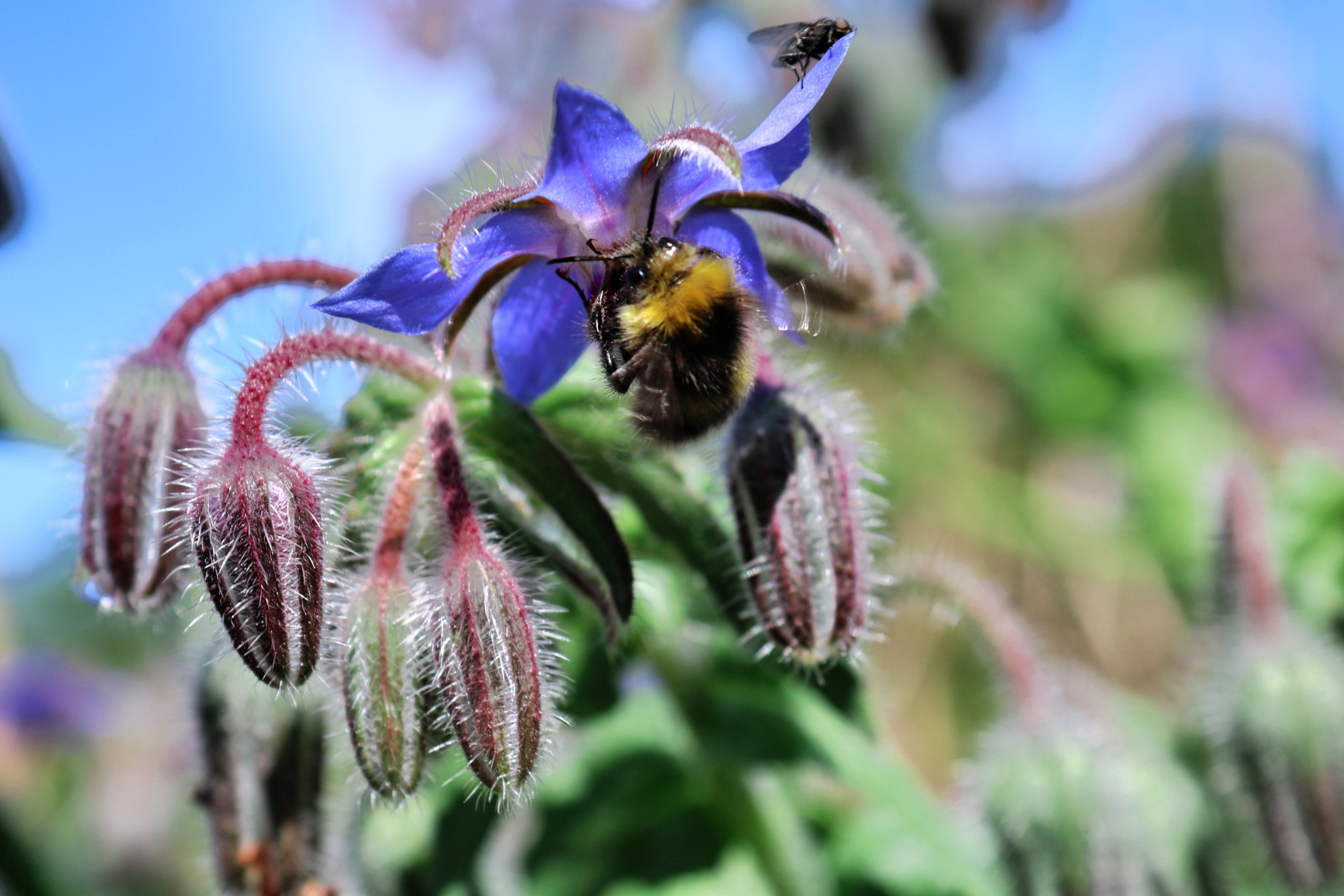 Canon EOS 760D (EOS Rebel T6s / EOS 8000D) sample photo. Flowers photography