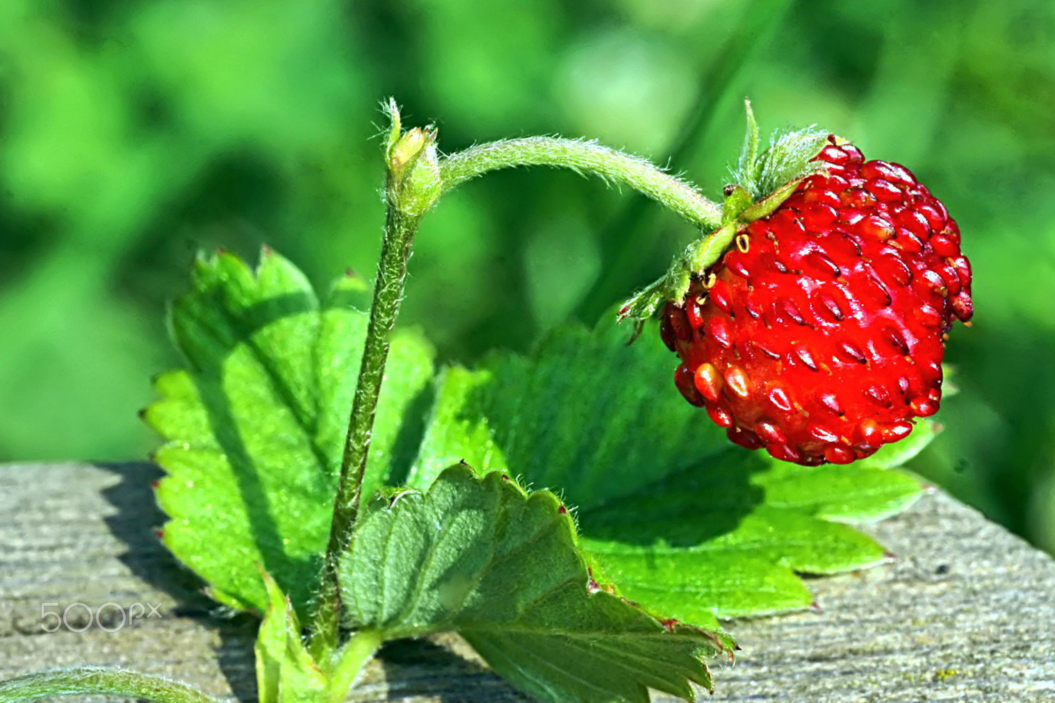 Sony Alpha DSLR-A550 + Minolta AF 50mm F3.5 Macro sample photo. Fraise des bois photography