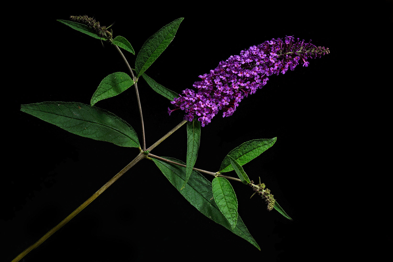 100mm F2.8 SSM sample photo. Butterfly plant photography