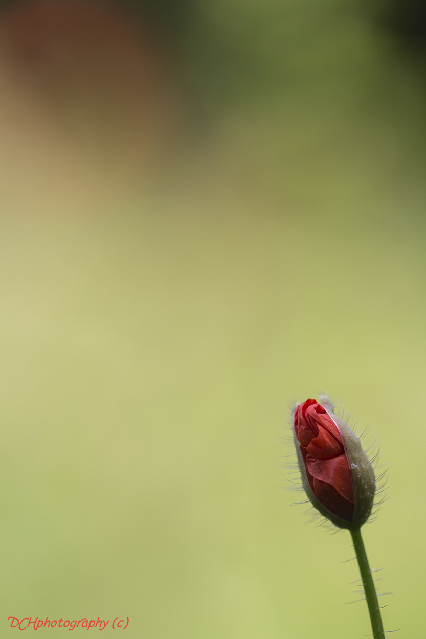 Canon EF 100mm F2.8L Macro IS USM sample photo. Poppy bud photography