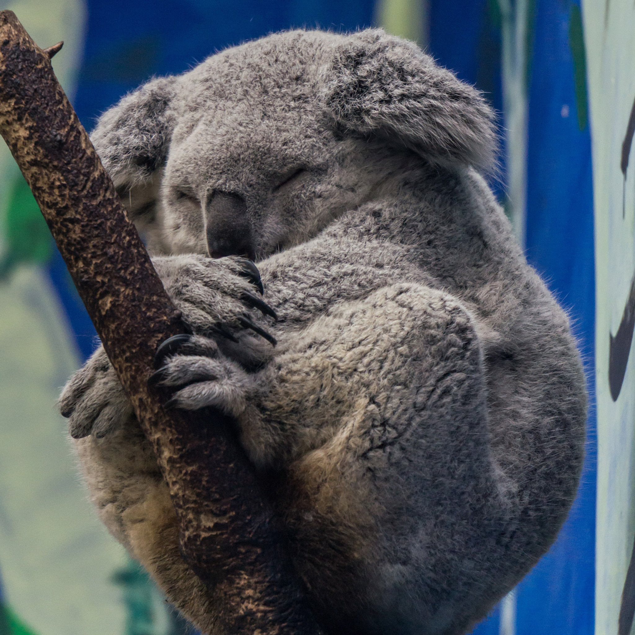 Sony Alpha NEX-5N sample photo. Sleeping koala photography