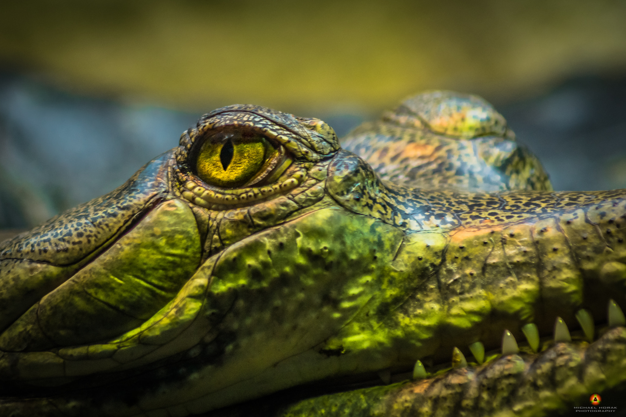 Sony 75-300mm F4.5-5.6 sample photo. Big brother photography