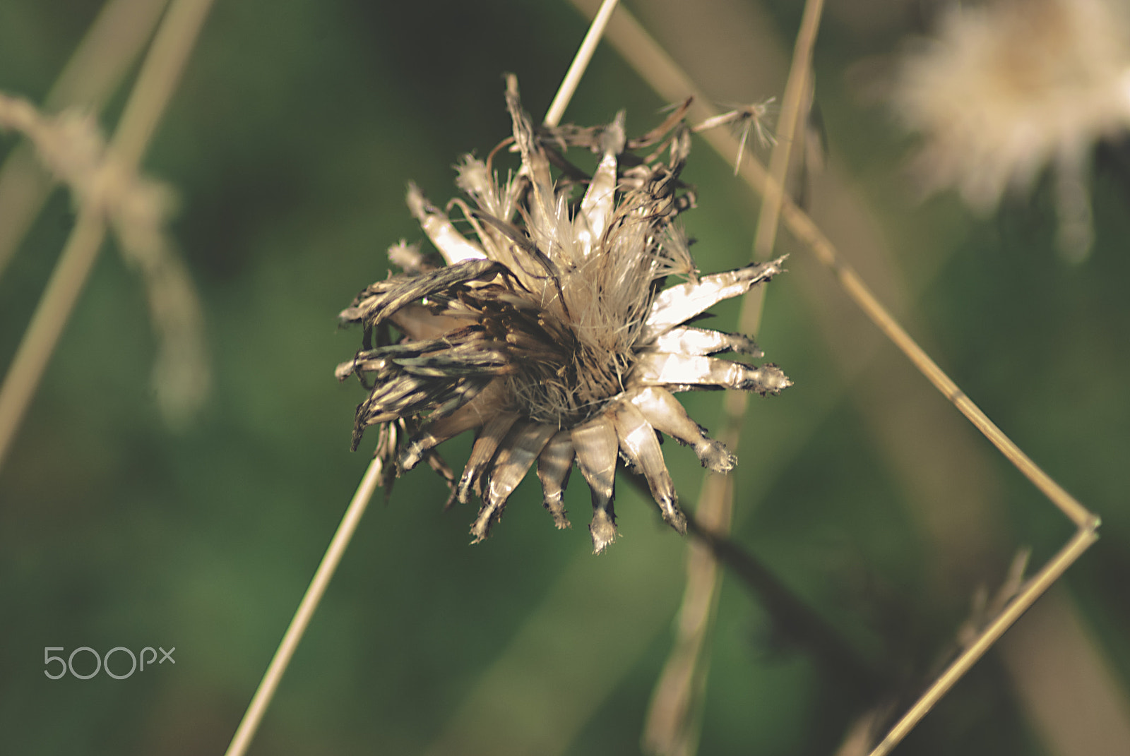 Nikon D3000 sample photo. Golden flower photography