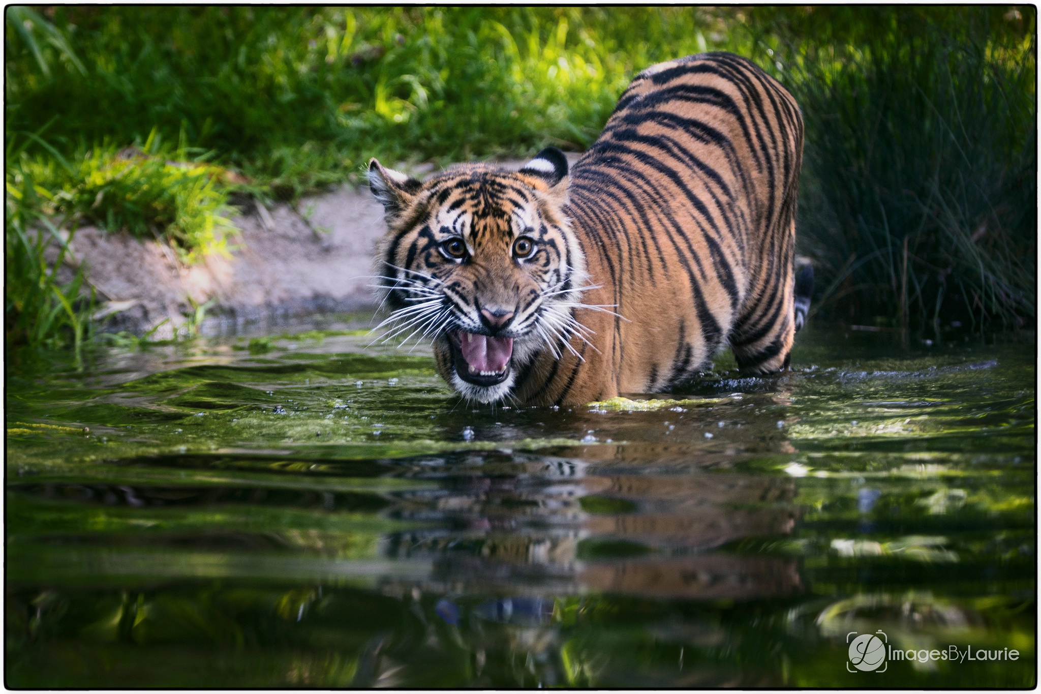 Nikon D800E sample photo. One cool cat photography