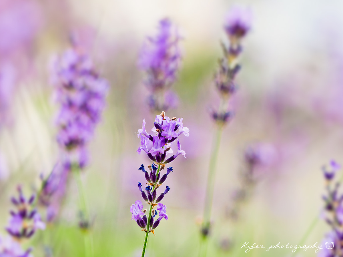 Sigma 150mm F2.8 EX DG Macro HSM sample photo. Lavender photography