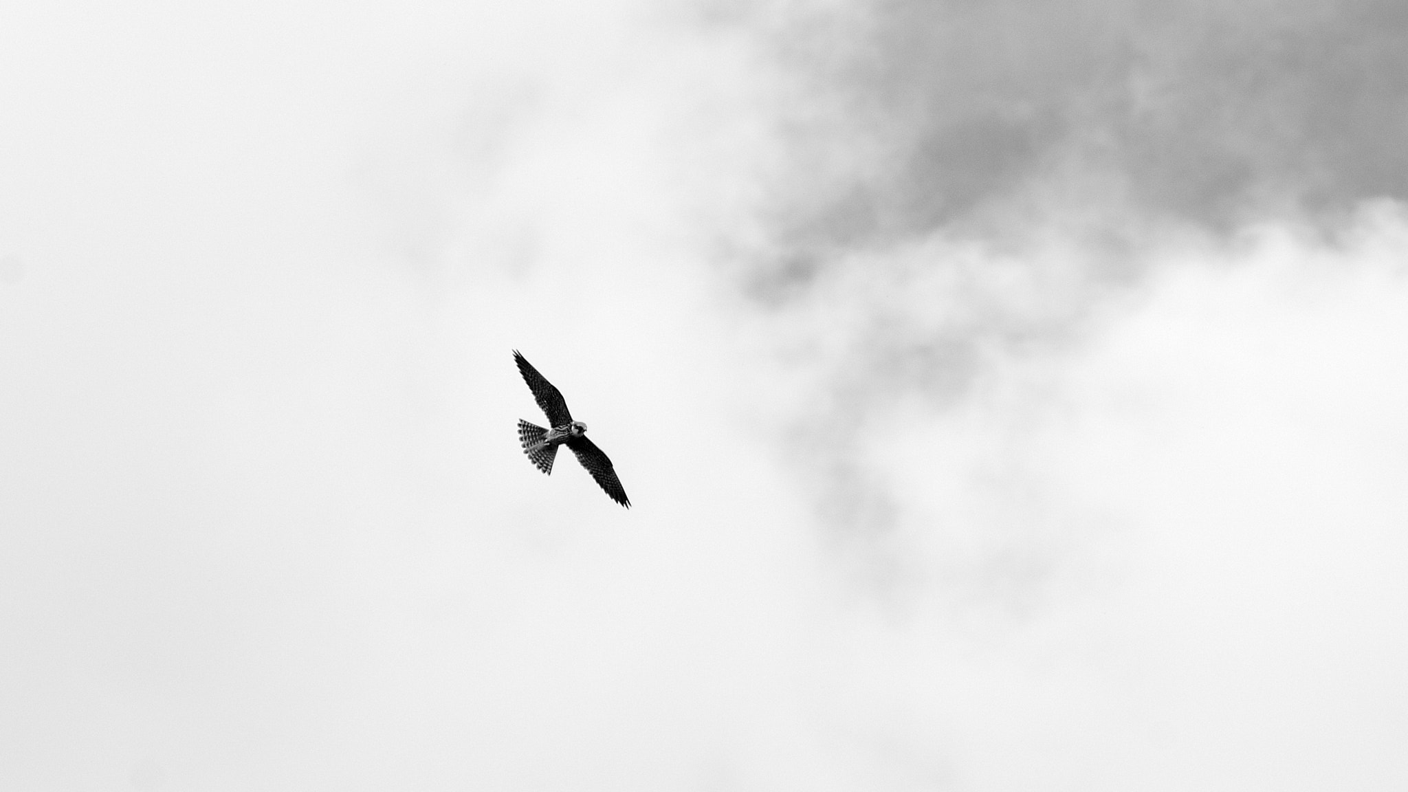Nikon D300 sample photo. Hobby photography