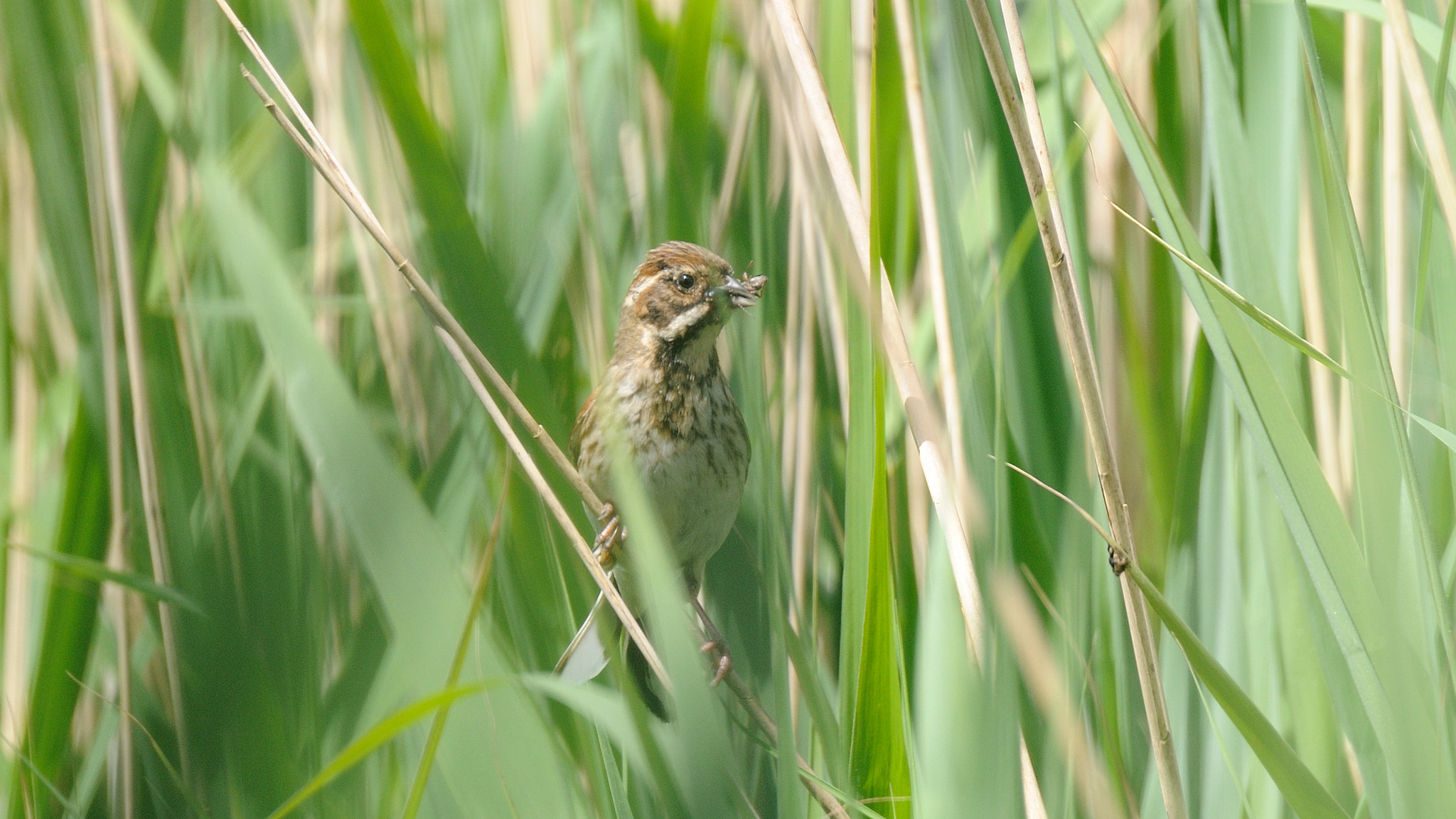 Nikon D300 sample photo. Reed bunting photography