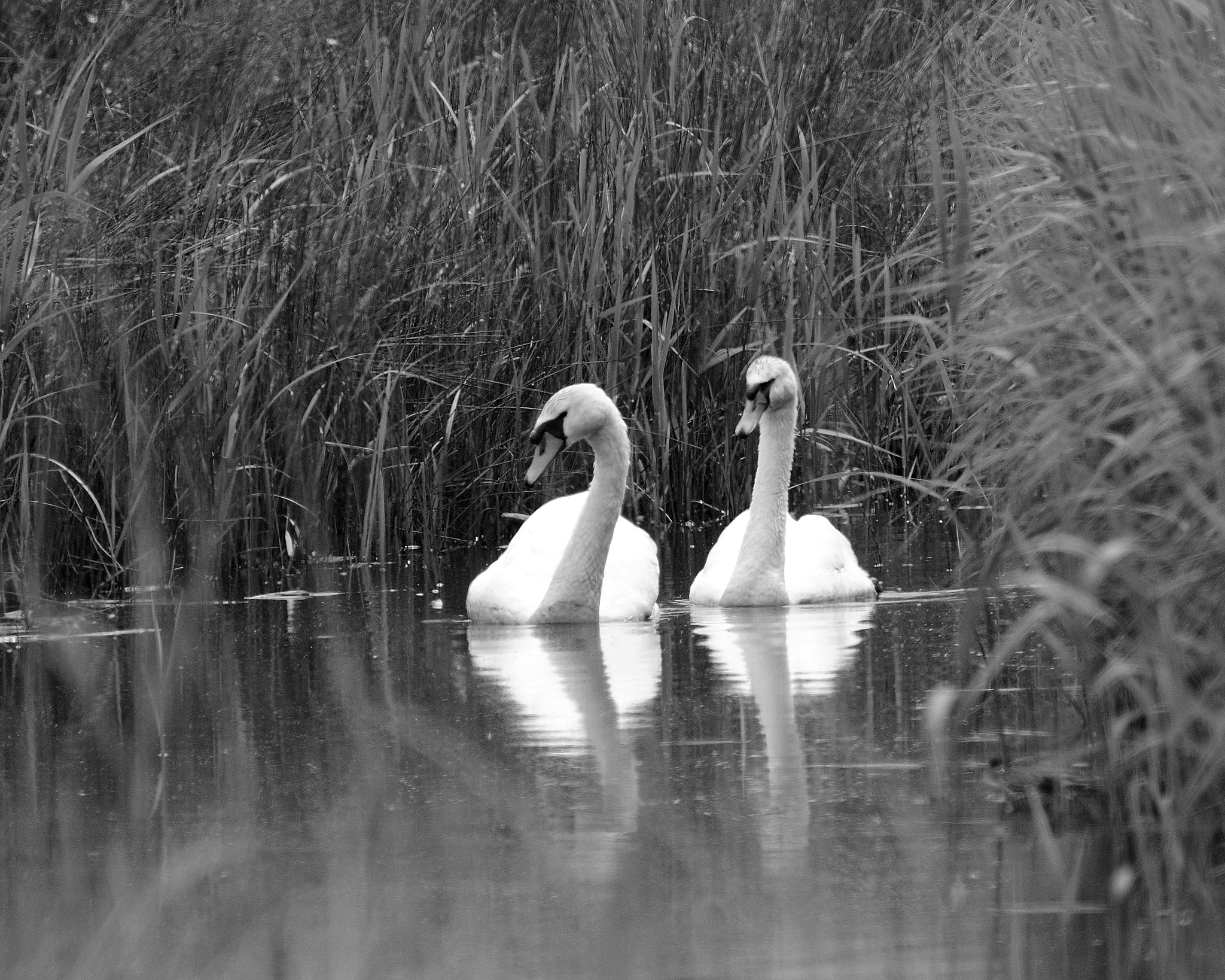 Nikon D300 sample photo. Swans photography