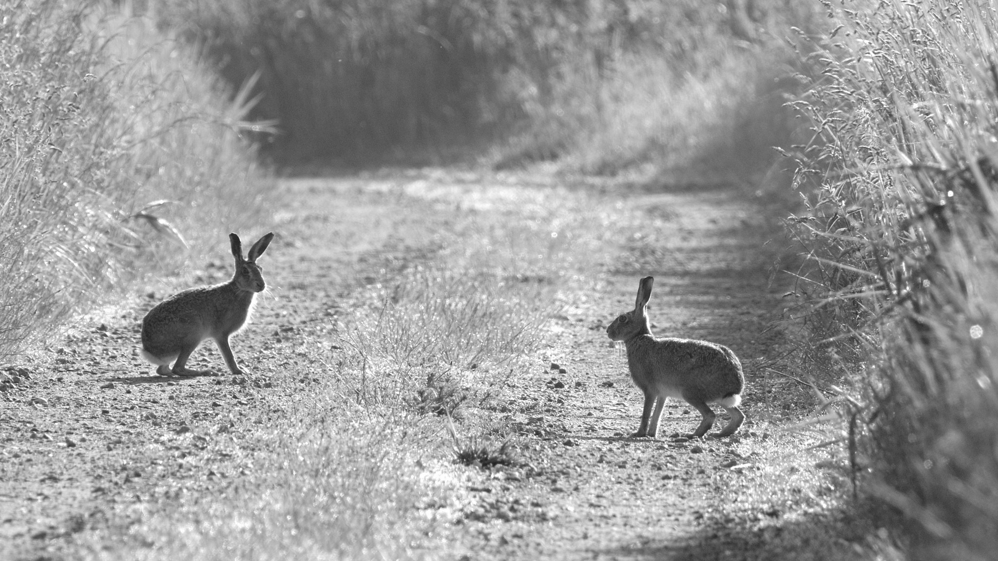 Nikon D300 sample photo. Hares photography