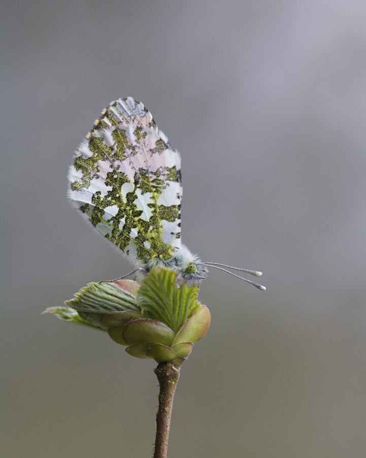Sigma APO Macro 150mm f/2.8 EX DG HSM sample photo. Orange tip male (profile) photography