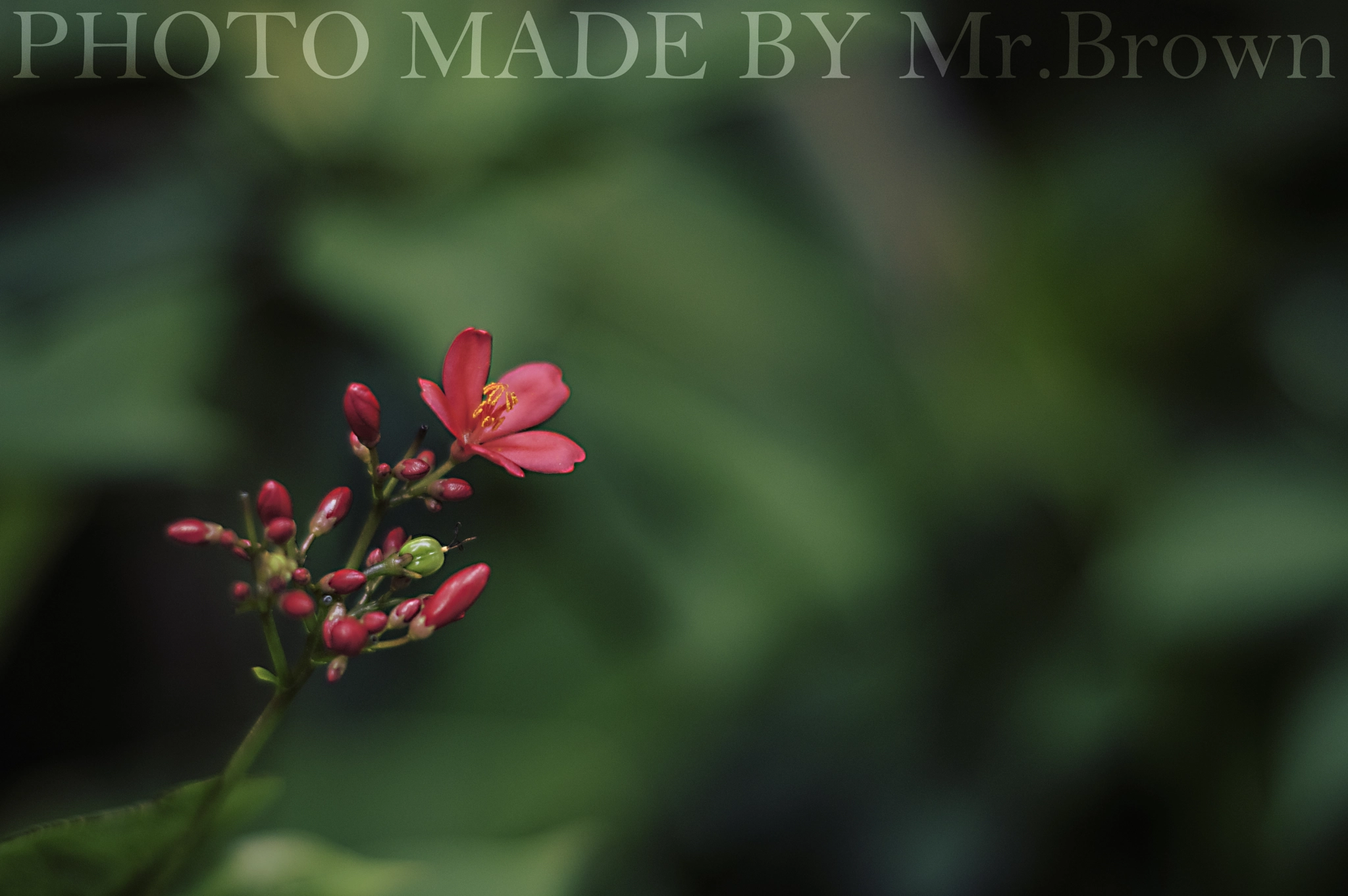 Pentax K-3 II + Pentax smc DA 50mm F1.8 sample photo. 红色的小花 photography