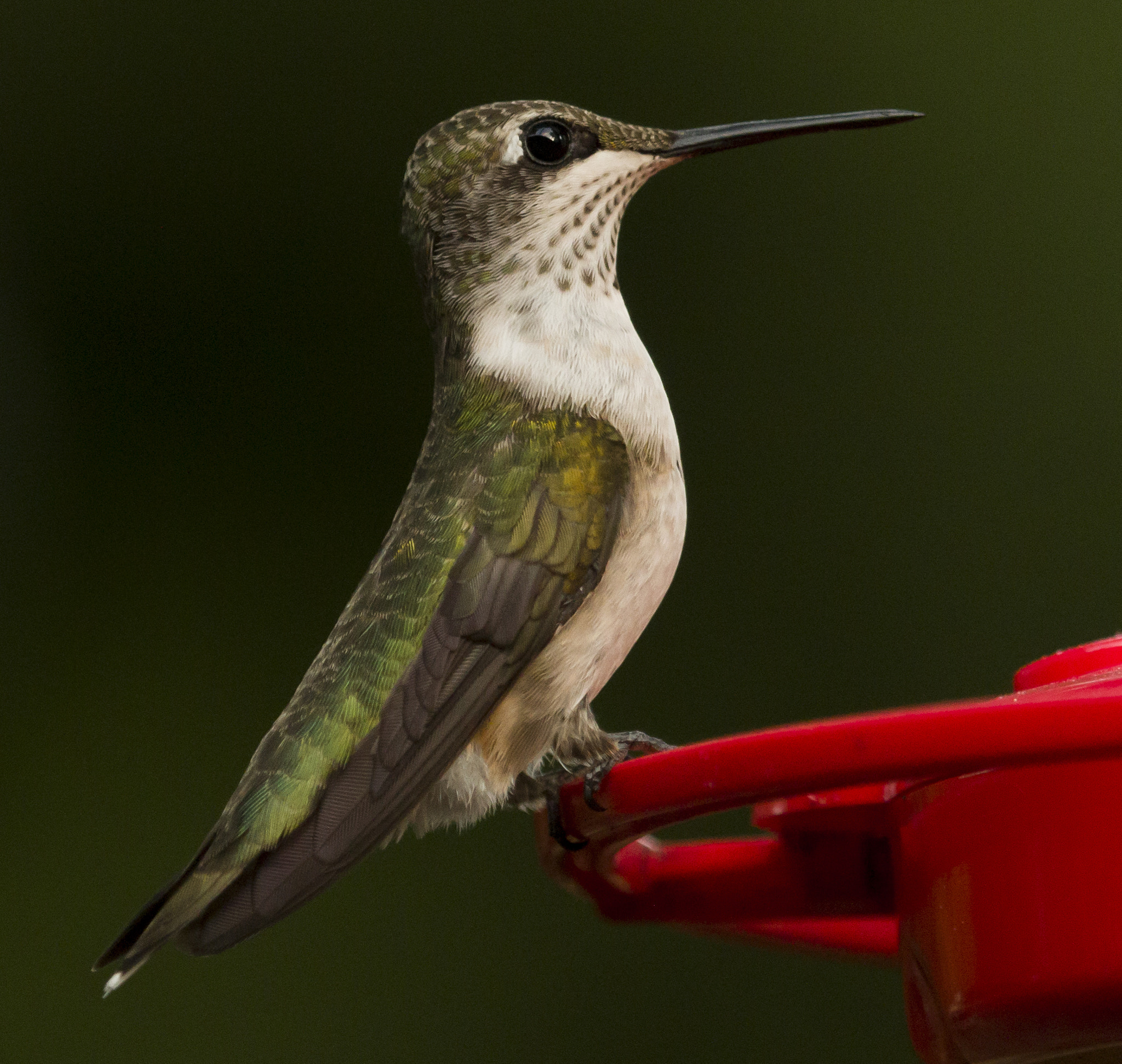 Canon EOS 70D + Canon EF 100-400mm F4.5-5.6L IS USM sample photo. Hummingbird having a meal photography