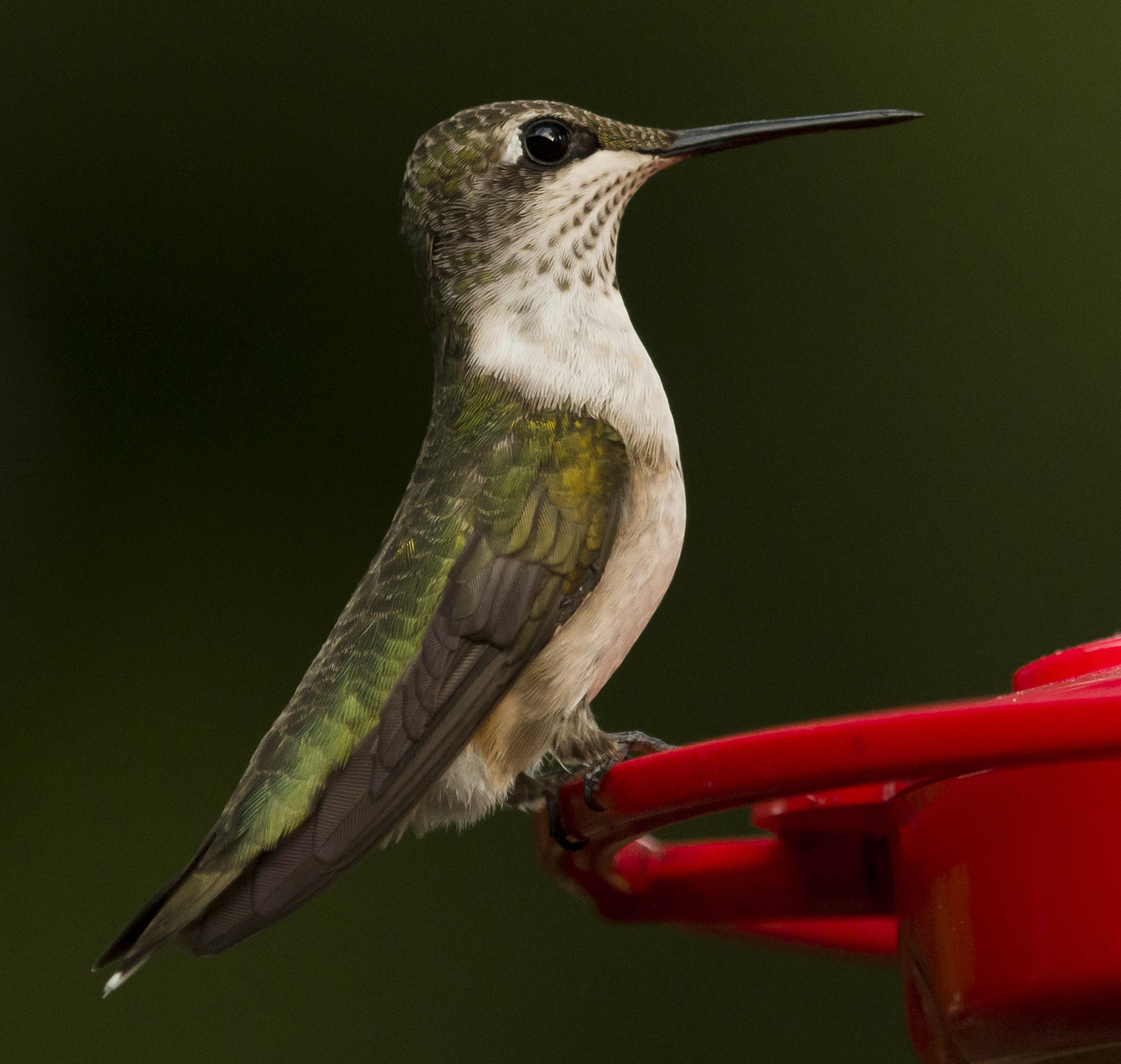 Canon EF 100-400mm F4.5-5.6L IS USM sample photo. Hummingbird having a meal photography