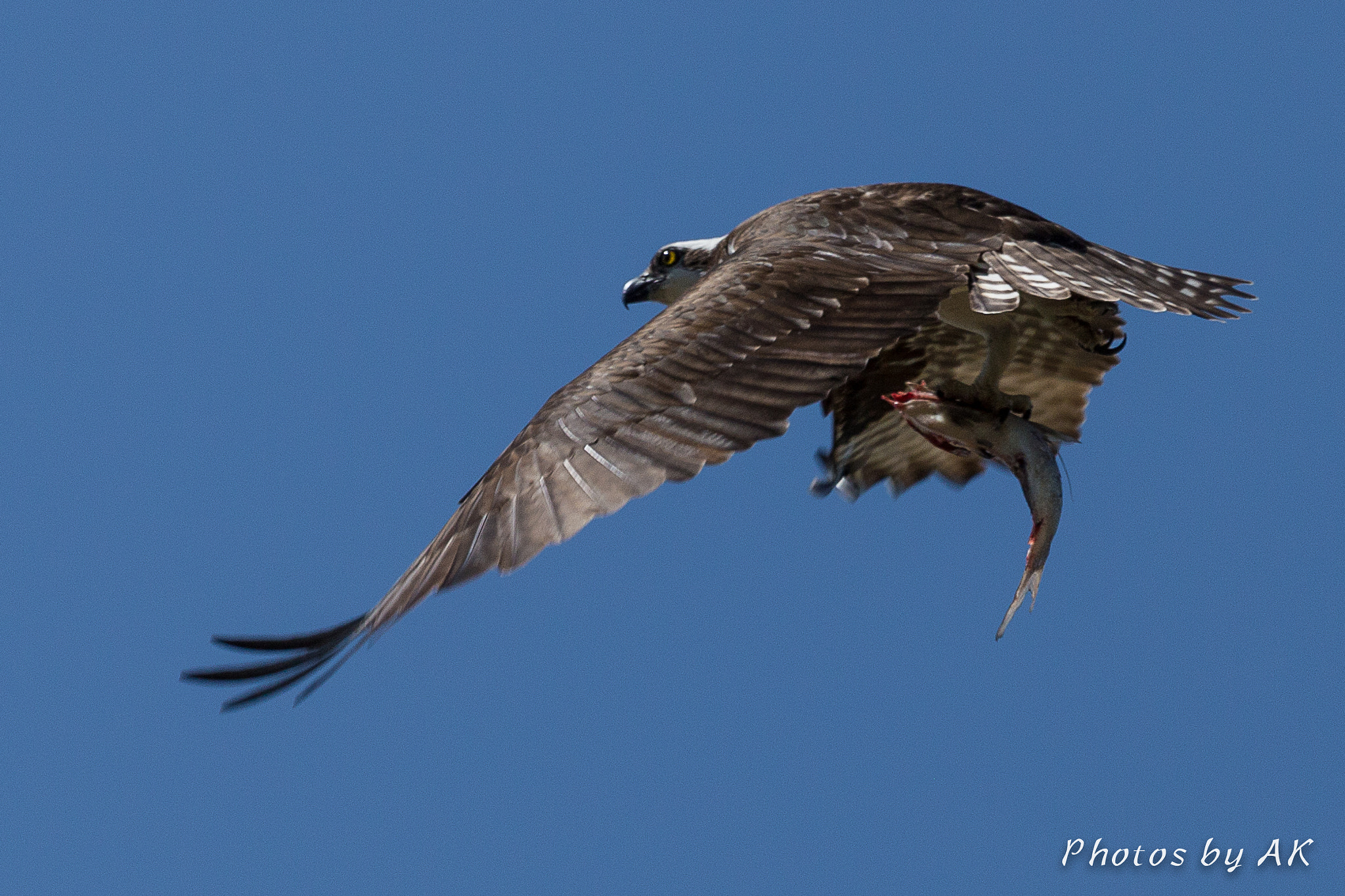 Canon EF 100-400mm F4.5-5.6L IS USM sample photo. Osprey photography